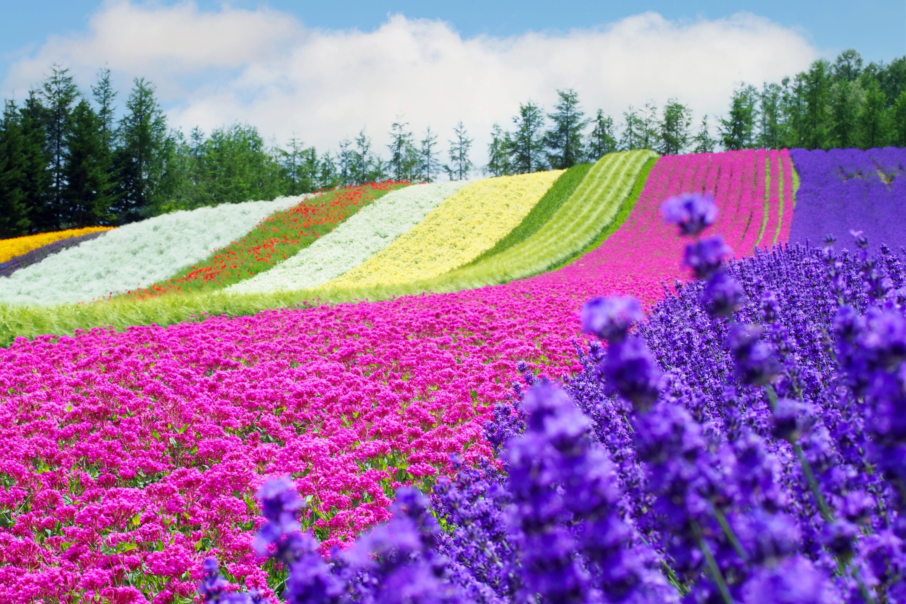 Rainbow Flower Field Biei Furano Hokkaido