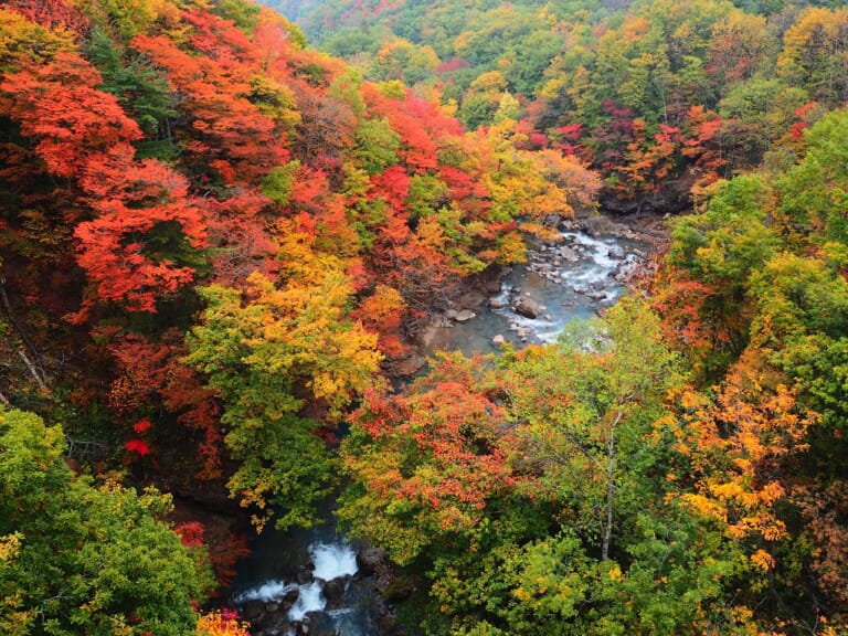 Japan Autumn Leaves Forecast 2025