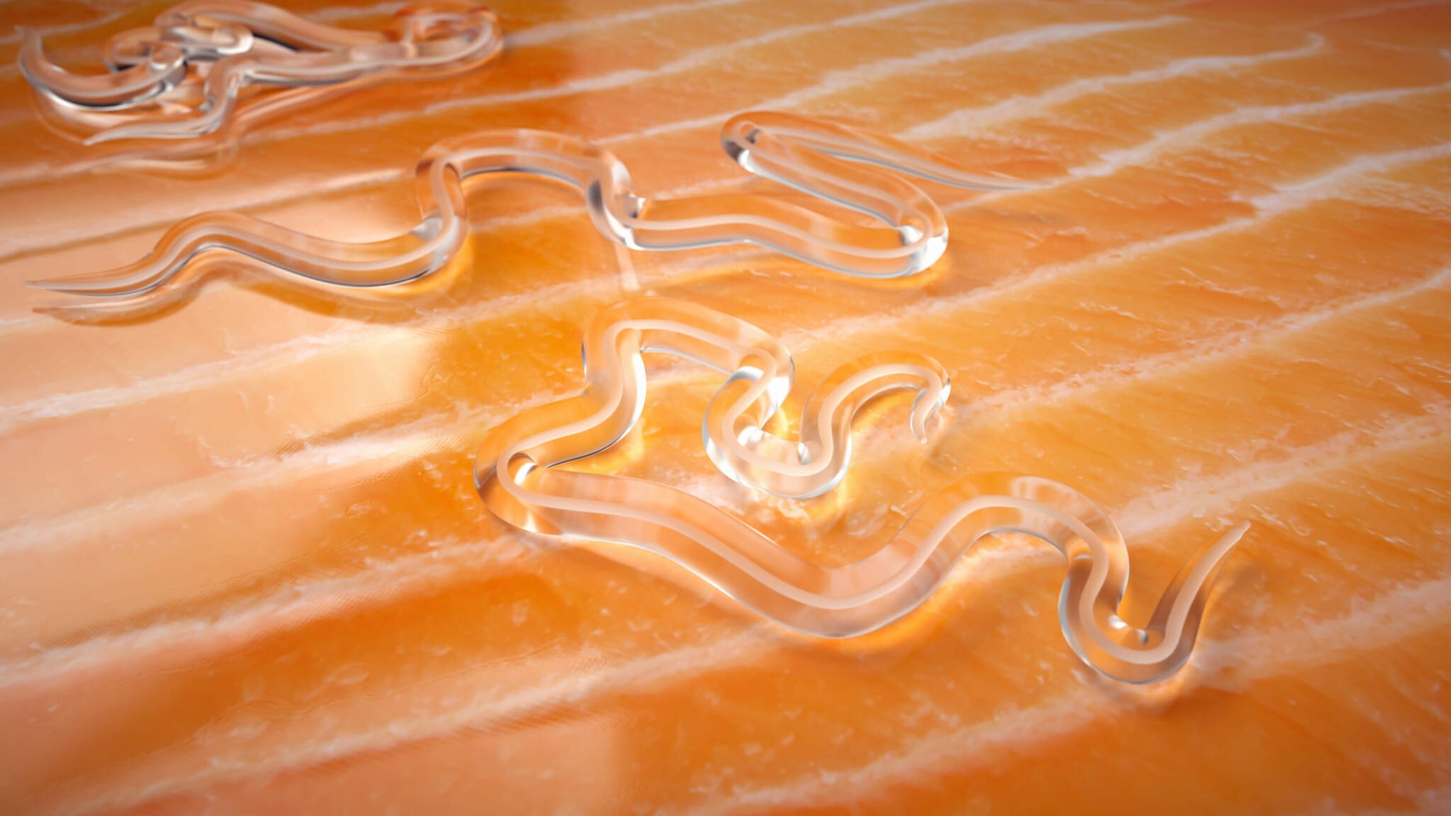 Raw Fish Parasite Anisakiasis on the Rise in Japan