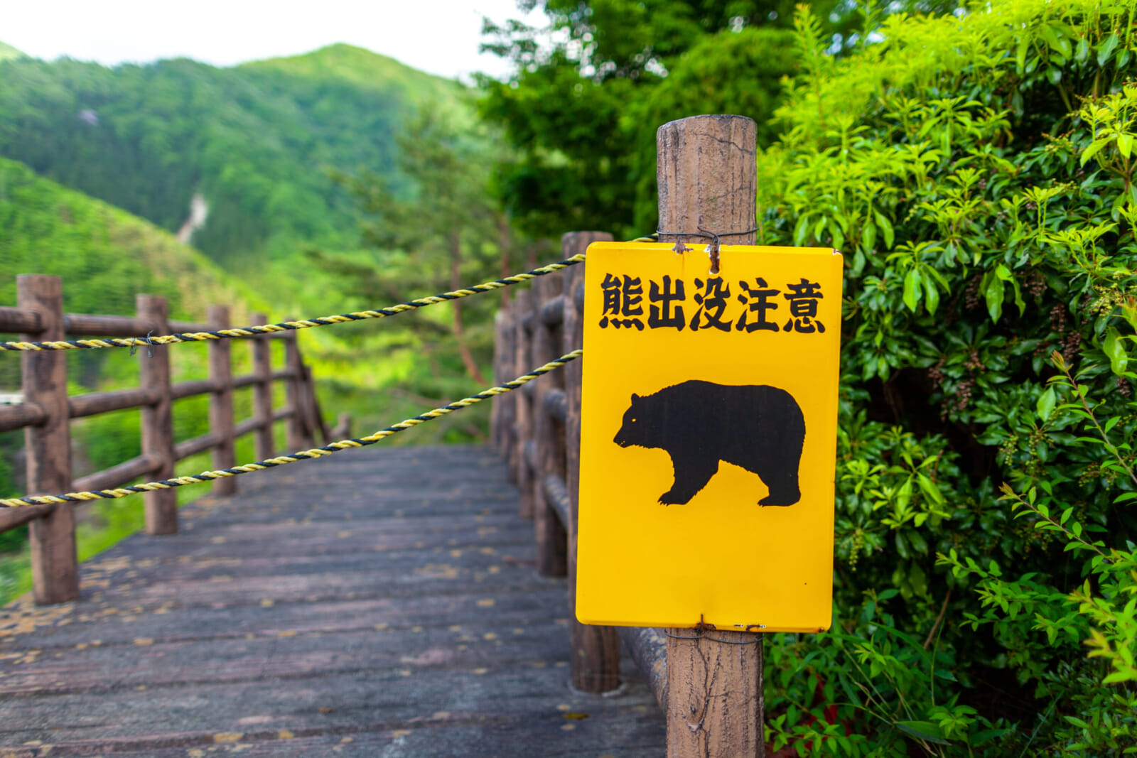 bear attacks japan
