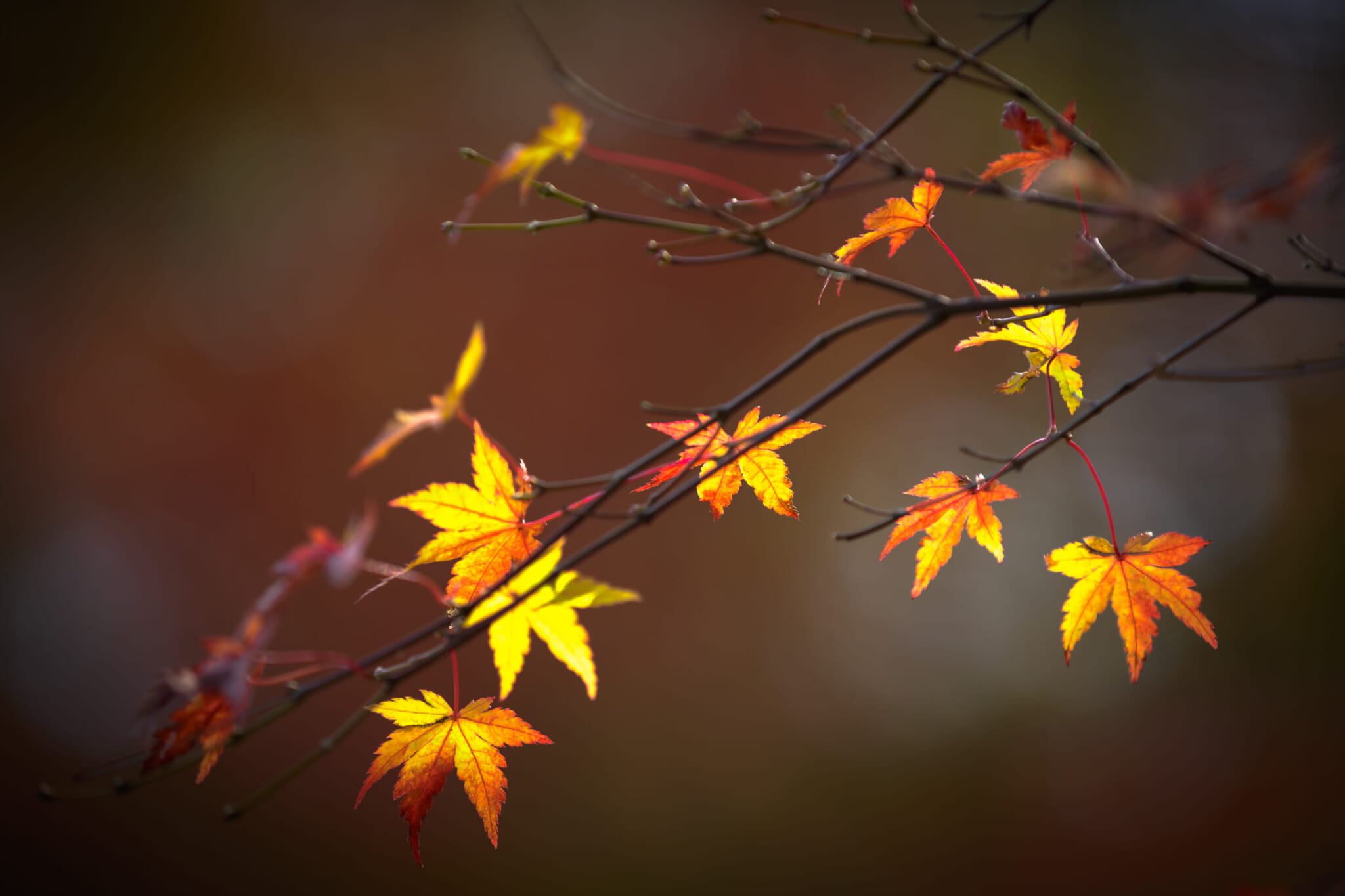 japan fall forecast autumn