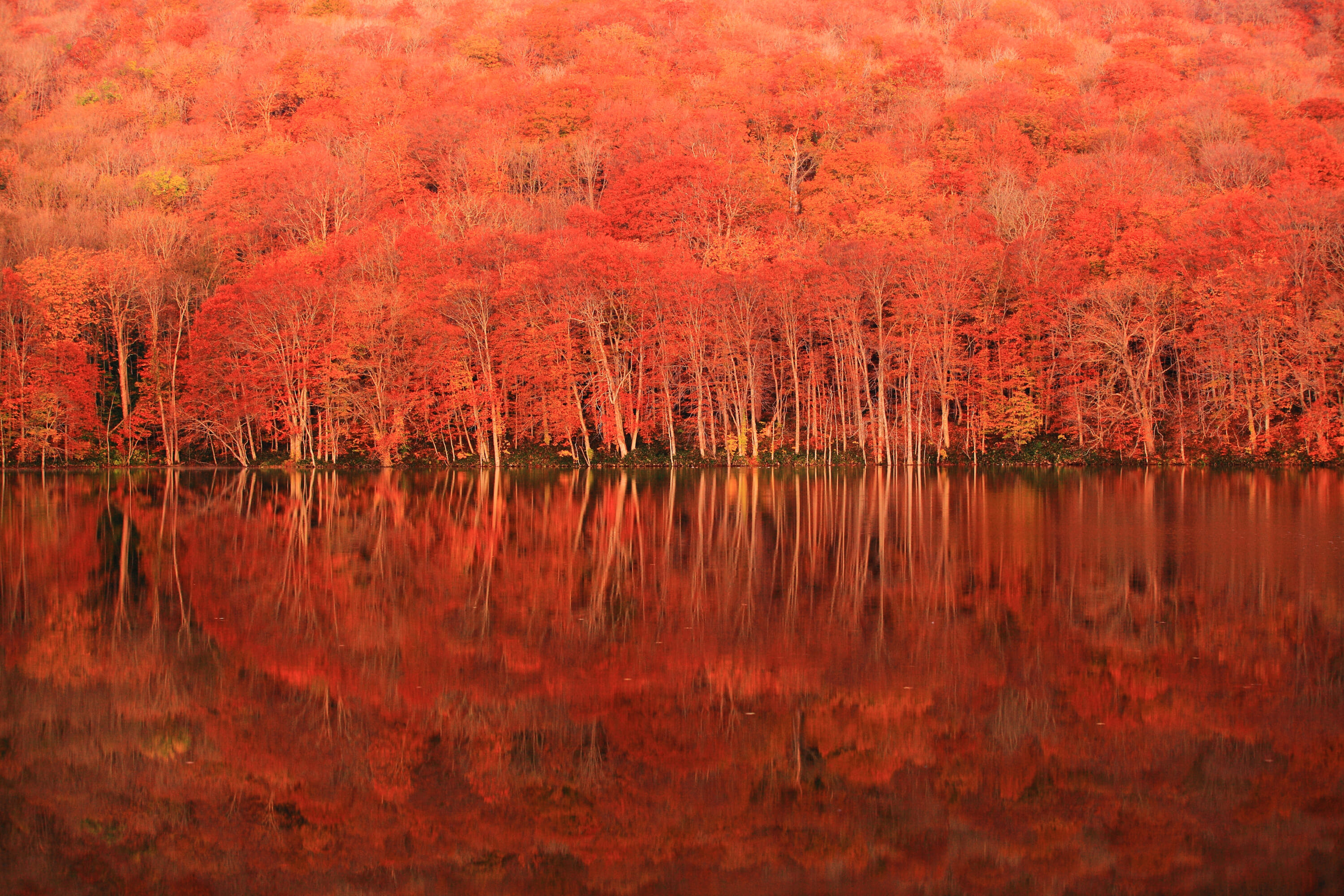 fall foliage across japan