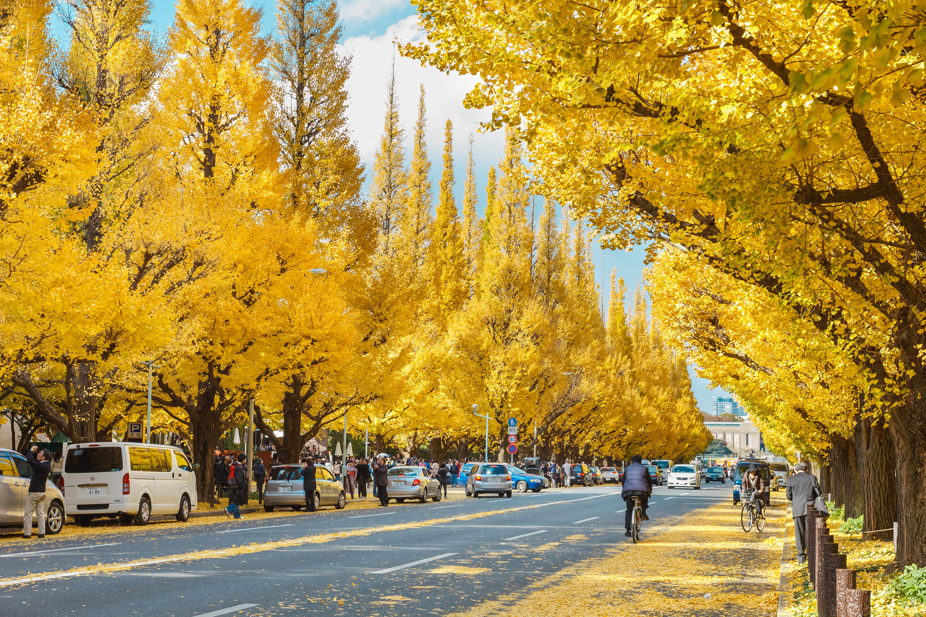 ginkgo meiji jingu gaien