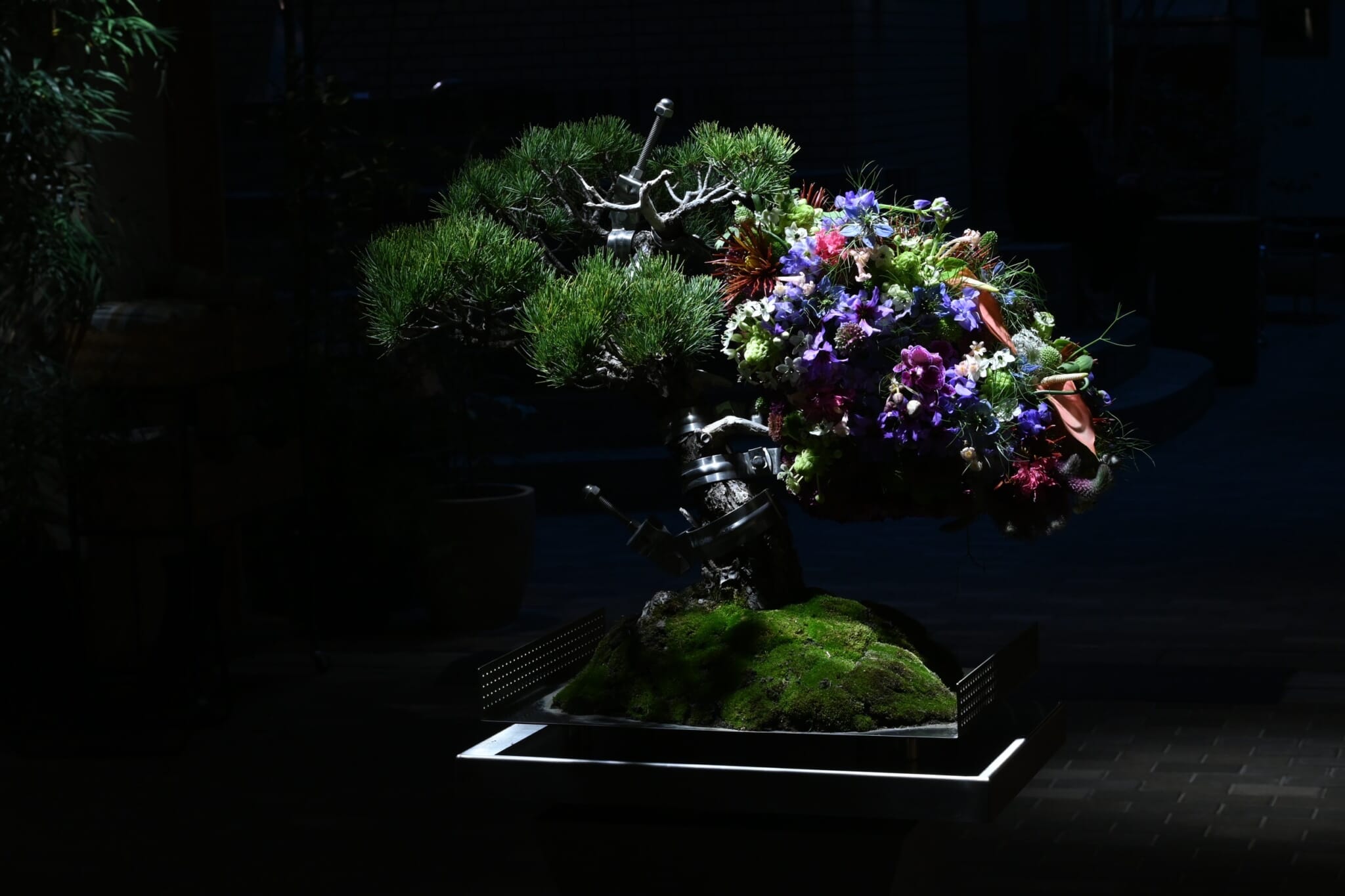 Shuzo Hamachi is rebuilding bonsai from pots 2 Shuzo Hamachi is rebuilding bonsai from pots 1111