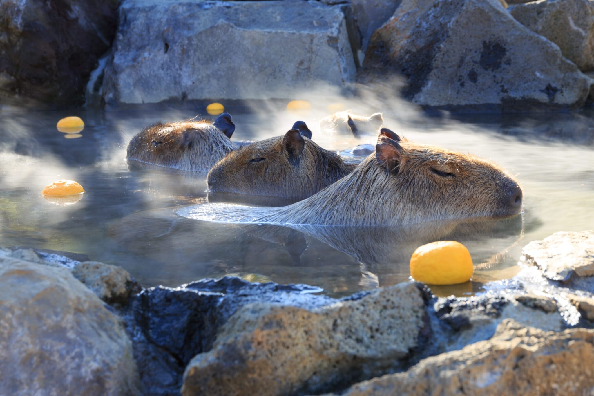 Best fall and winter weekend getaways near Tokyo 14 Best fall and winter weekend getaways near Tokyo capybara hot spring