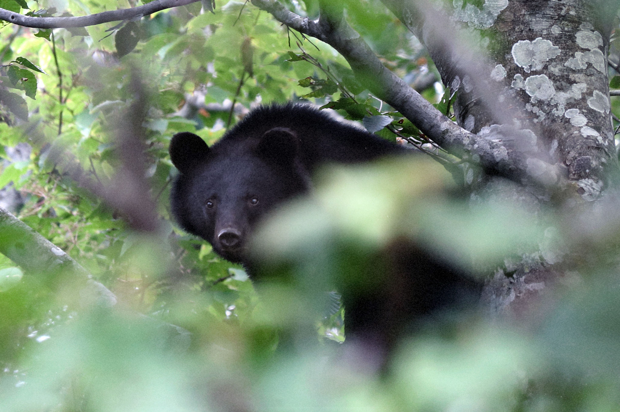 Japan’s Surging Bear Crisis: A Surprisingly Complicated Problem