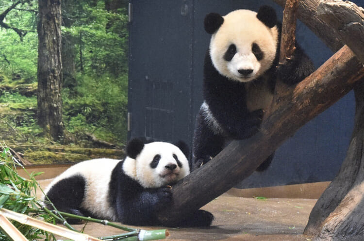 Japan's Last Pandas Are Leaving Ueno Zoo