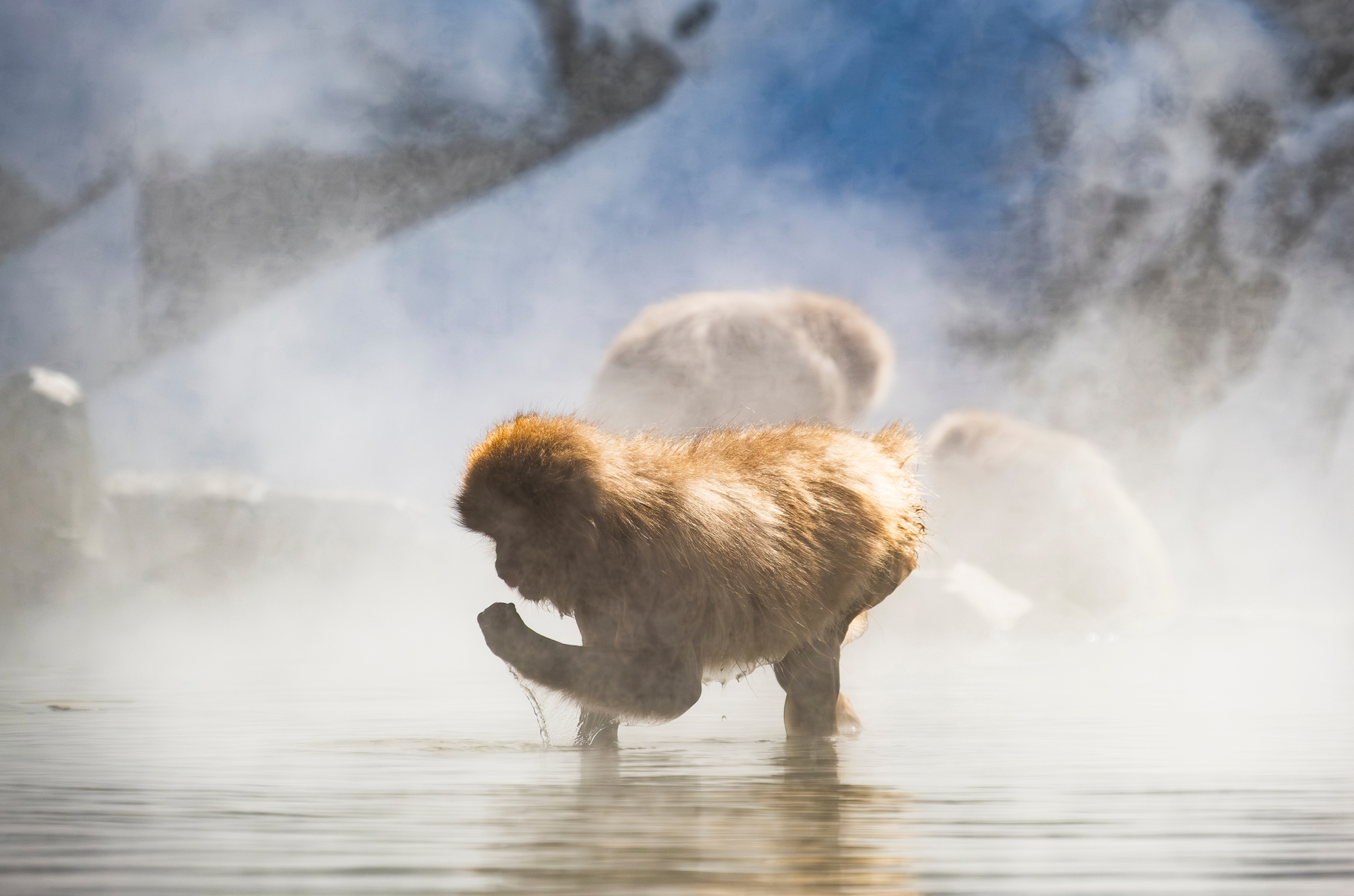 jidokudani monkey park snow monkeys japan