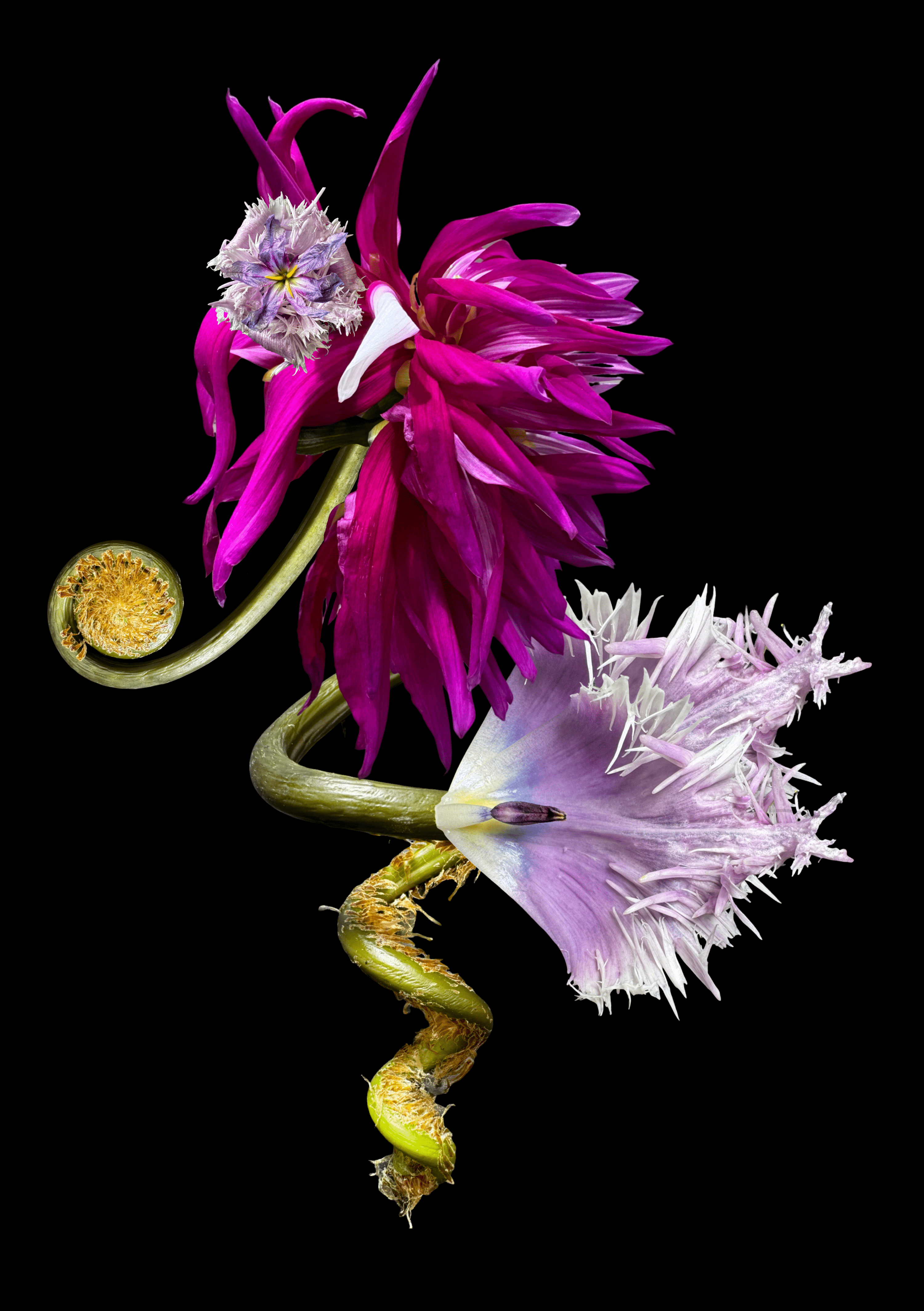 Tambi Flower: The Art of Floral Dominance