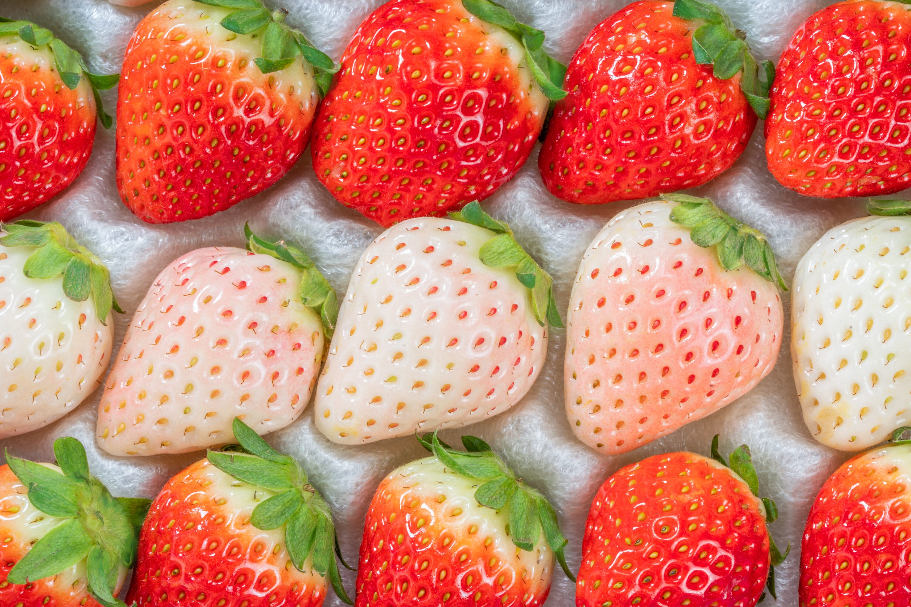 Must-Try Japanese Strawberry Types and Where To Find Them in Tokyo