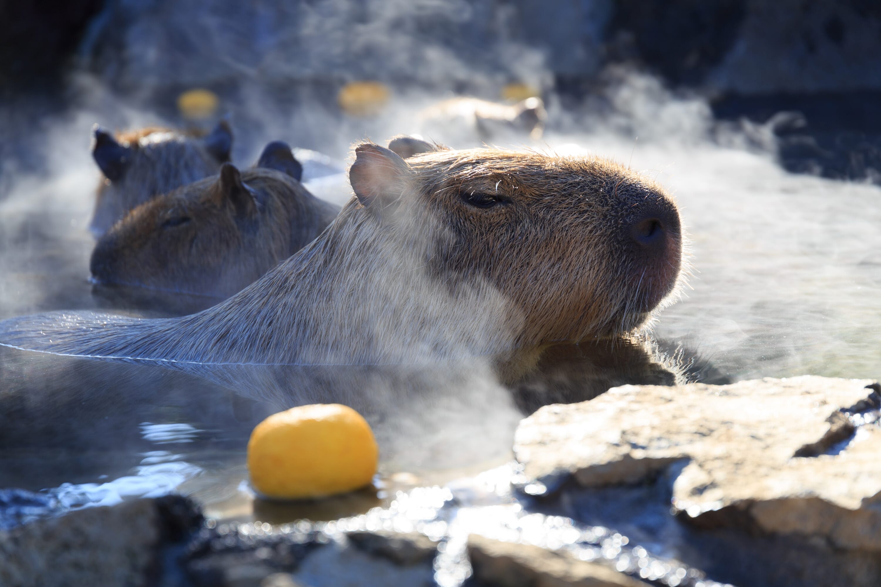 capybara japan bath competition