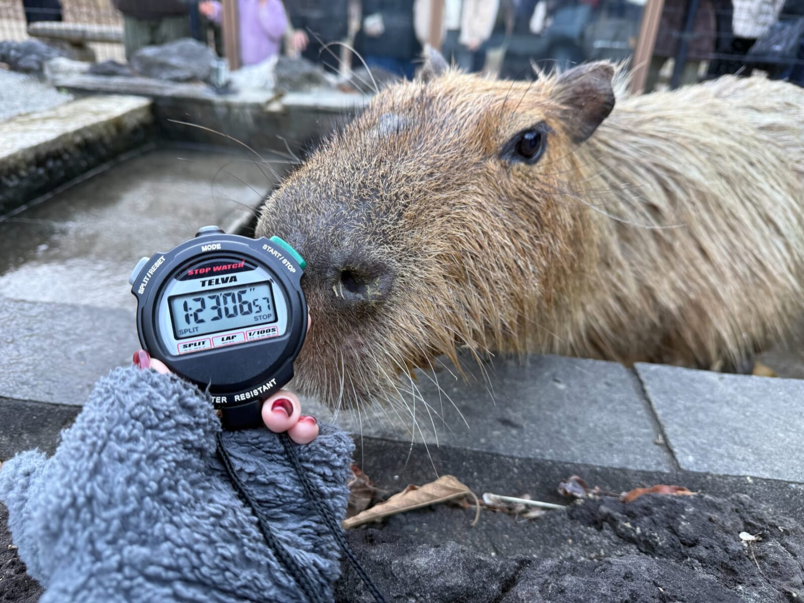 hechima capybara bath japan