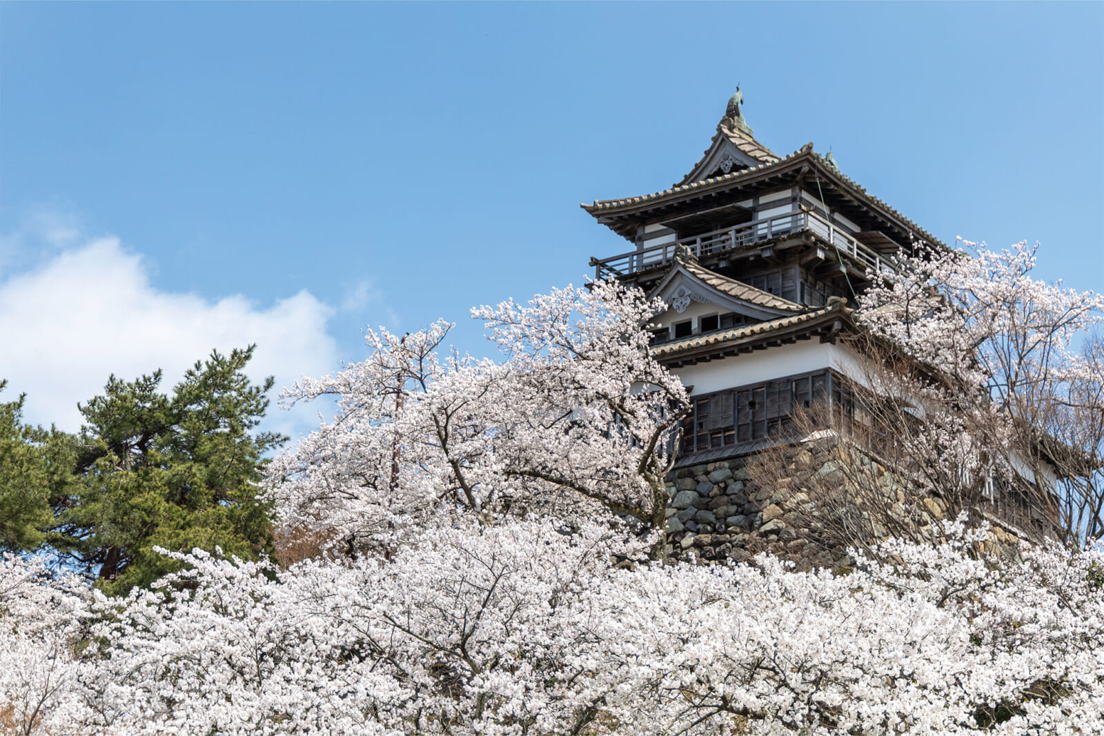 maruoka castle fukui cherry blossoms