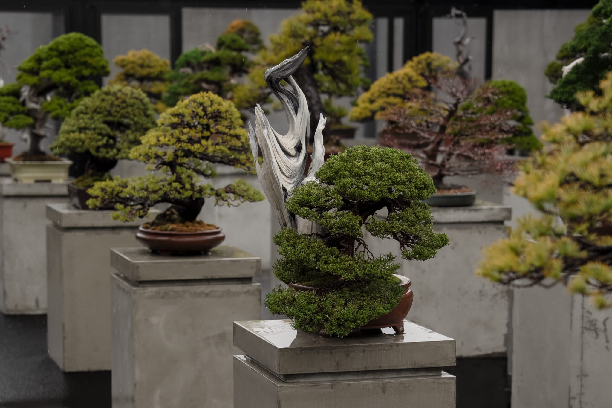 Meet the Tattooed Tokyo Bonsai Master Redefining What 