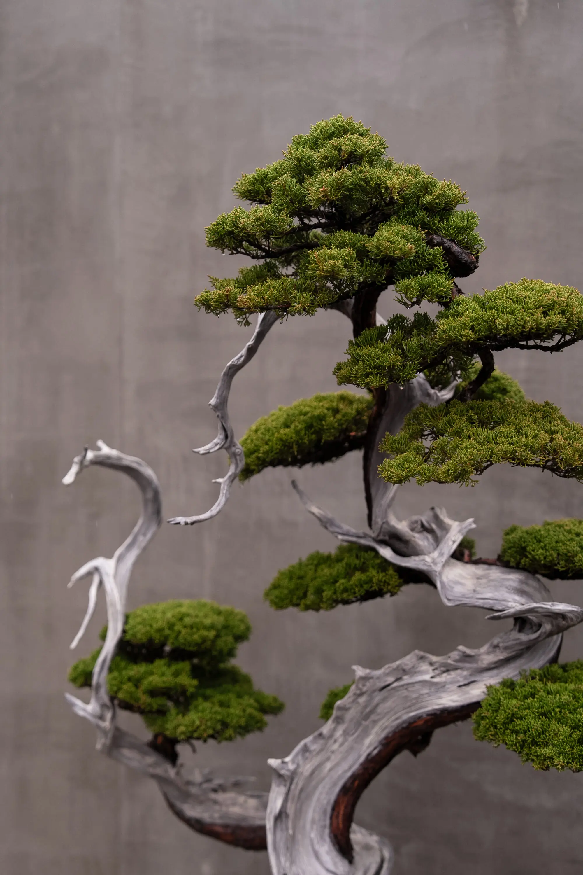 OLD MOUNTAIN オールドマウンテン掛物TRADMAN'S BONSAI DSC05214-scaled.jpg.webp