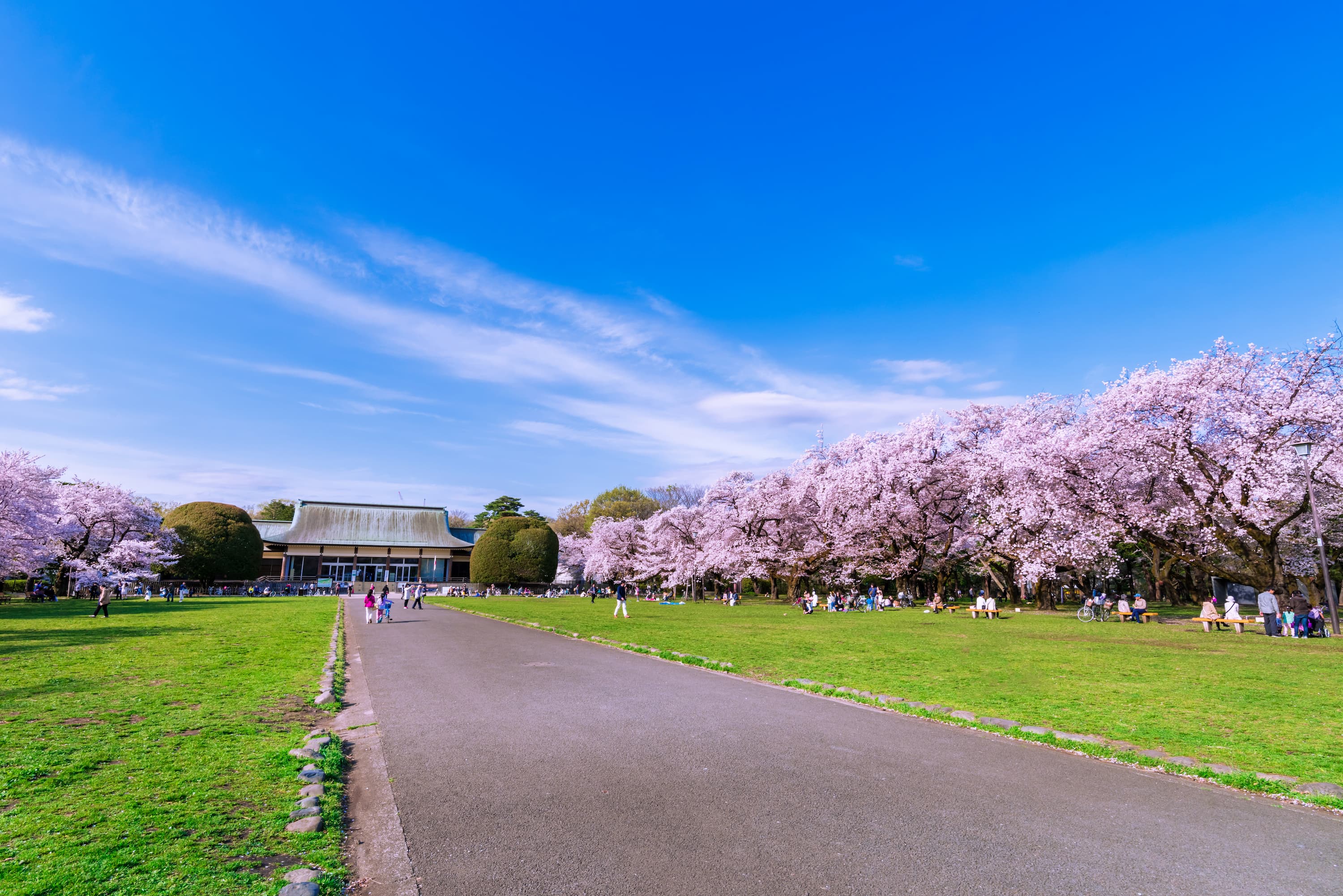 koganei park cherry blossoms