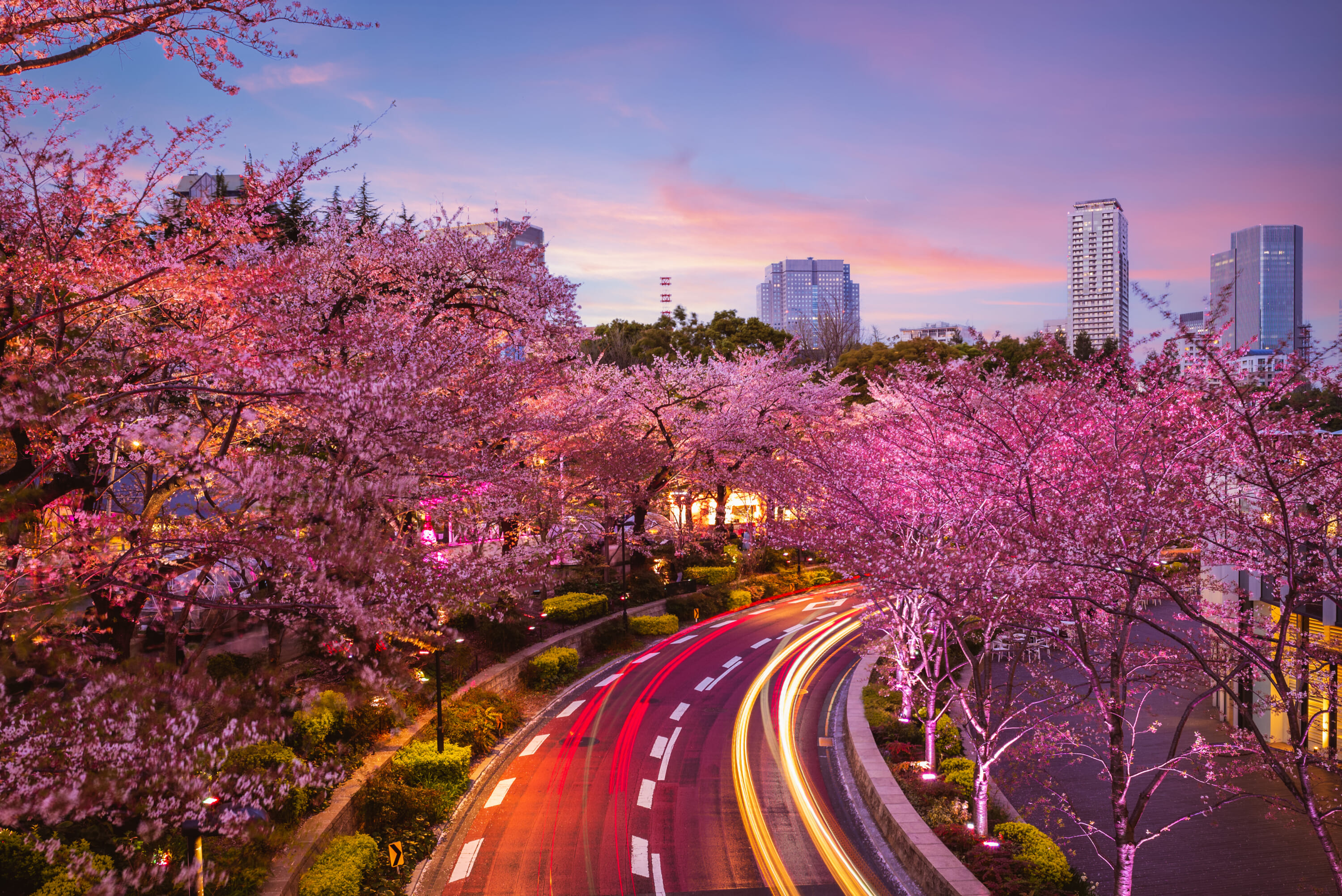 tokyo cherry blossoms roppongi midtown