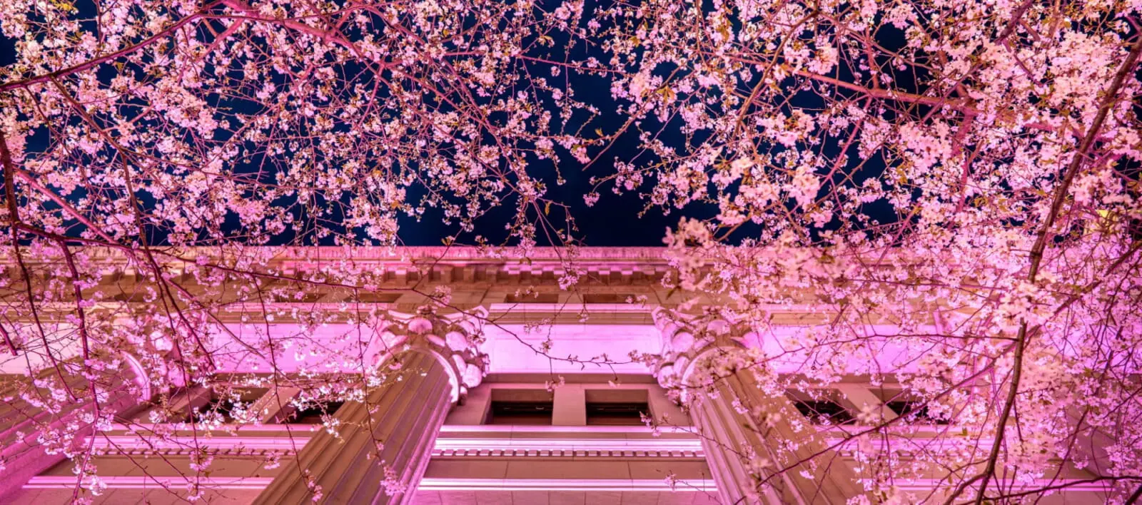 Sakura Fes Nihonbashi 2026