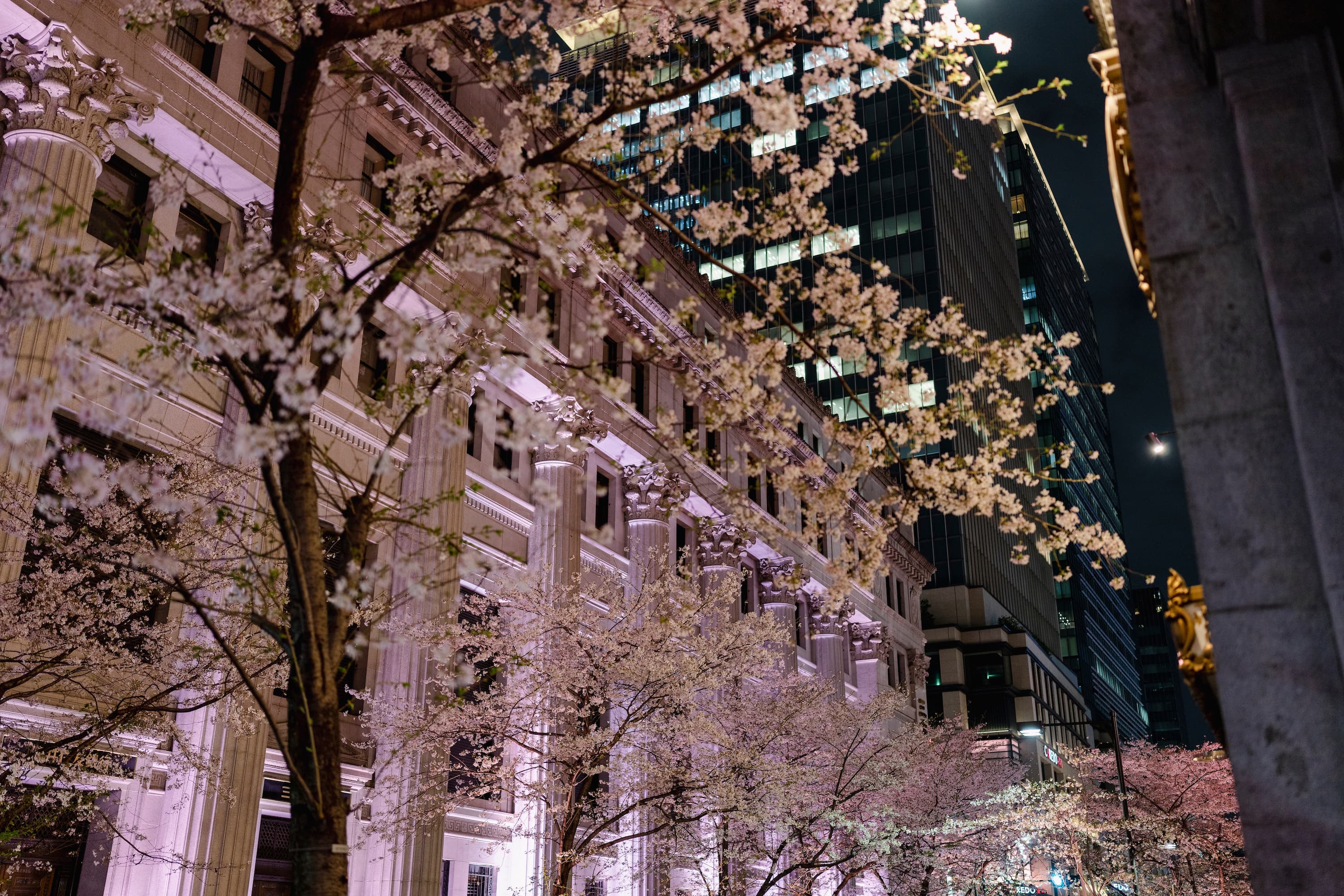 nihonbashi cherry blossoms