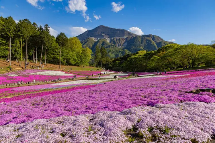 Hitsujiyama Park