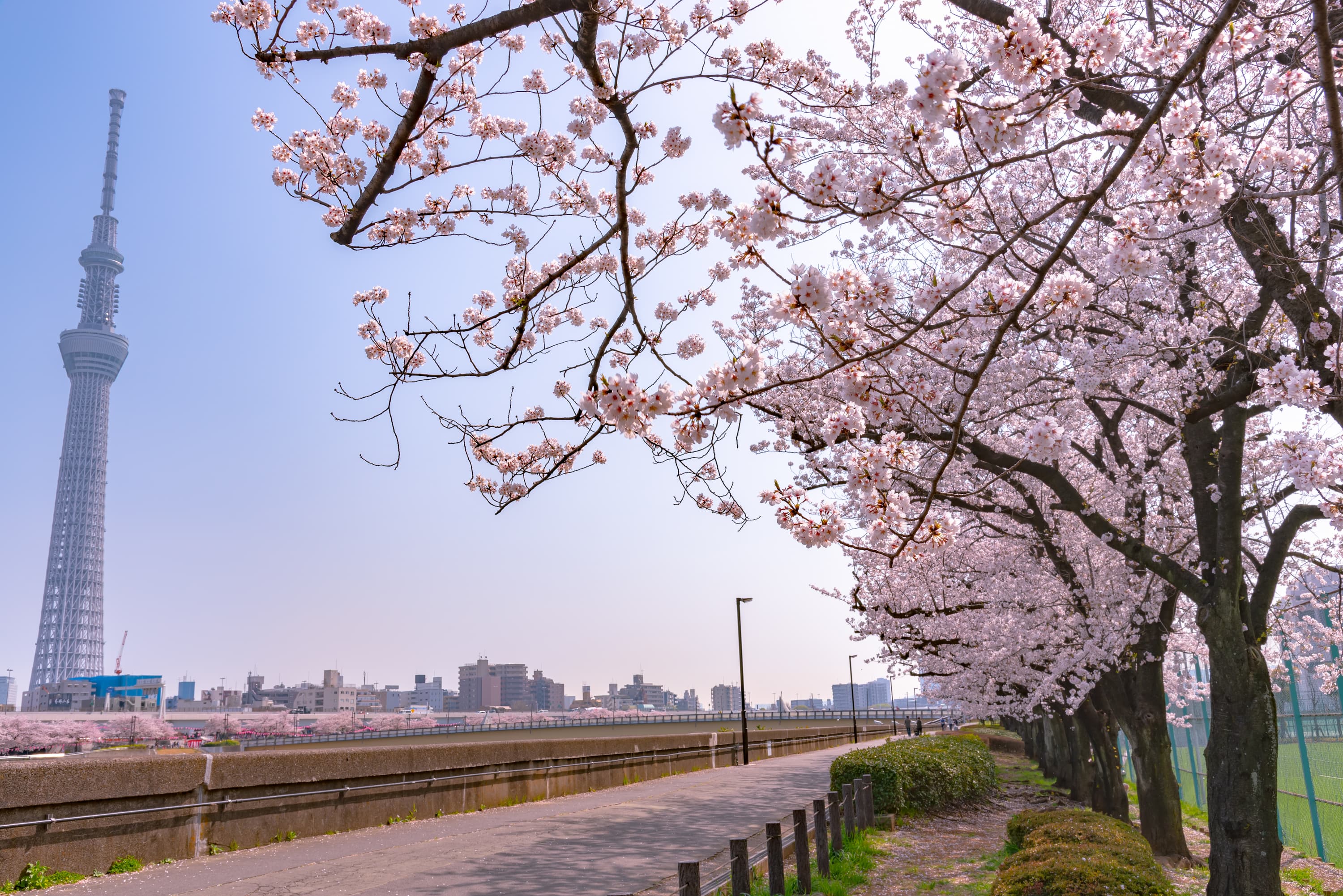 sumida park cherry blossom festival sky tree tokyo 2026