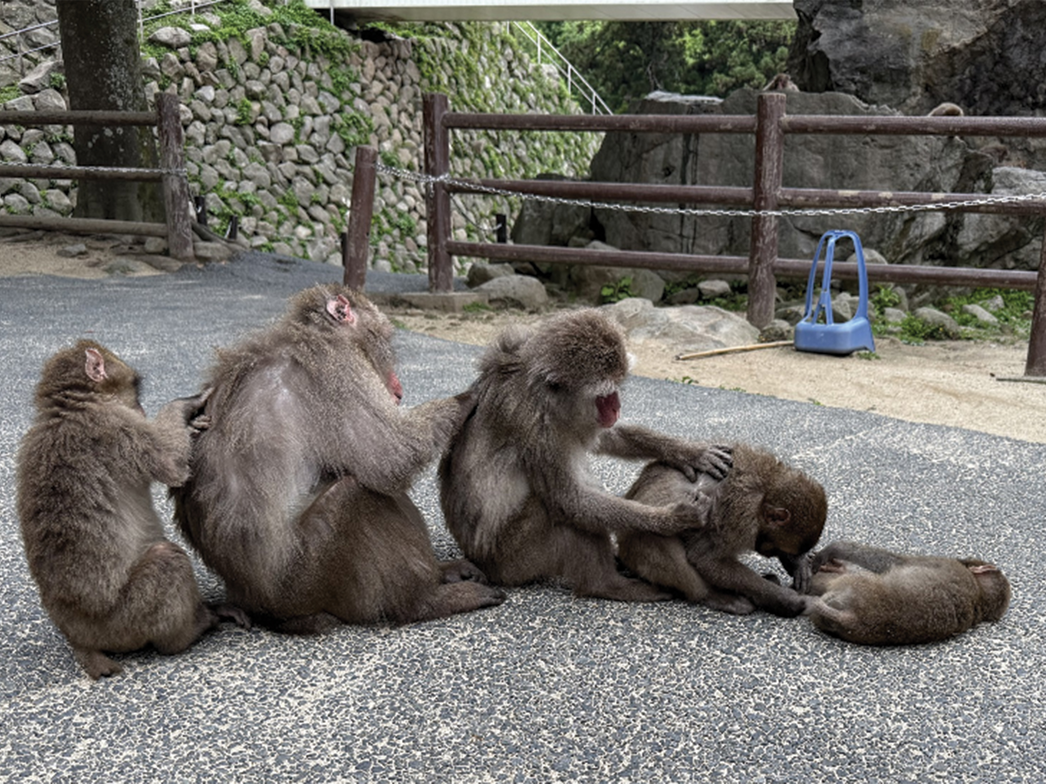 KANA様】SWAT 2脚分 natural mountain monkeys SWAT TYPE-2（ベルト