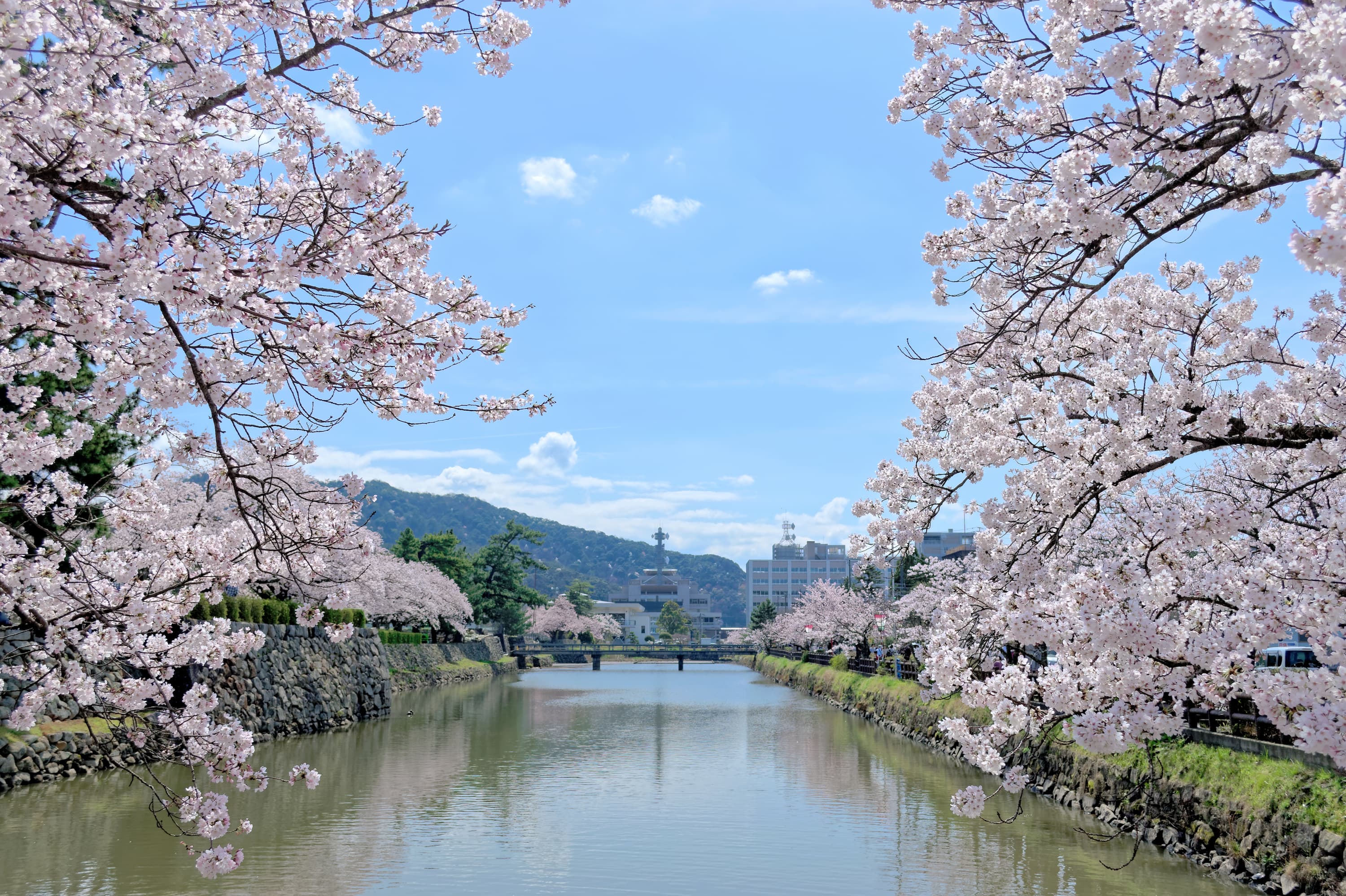 tottori castle ruins cherry blossoms