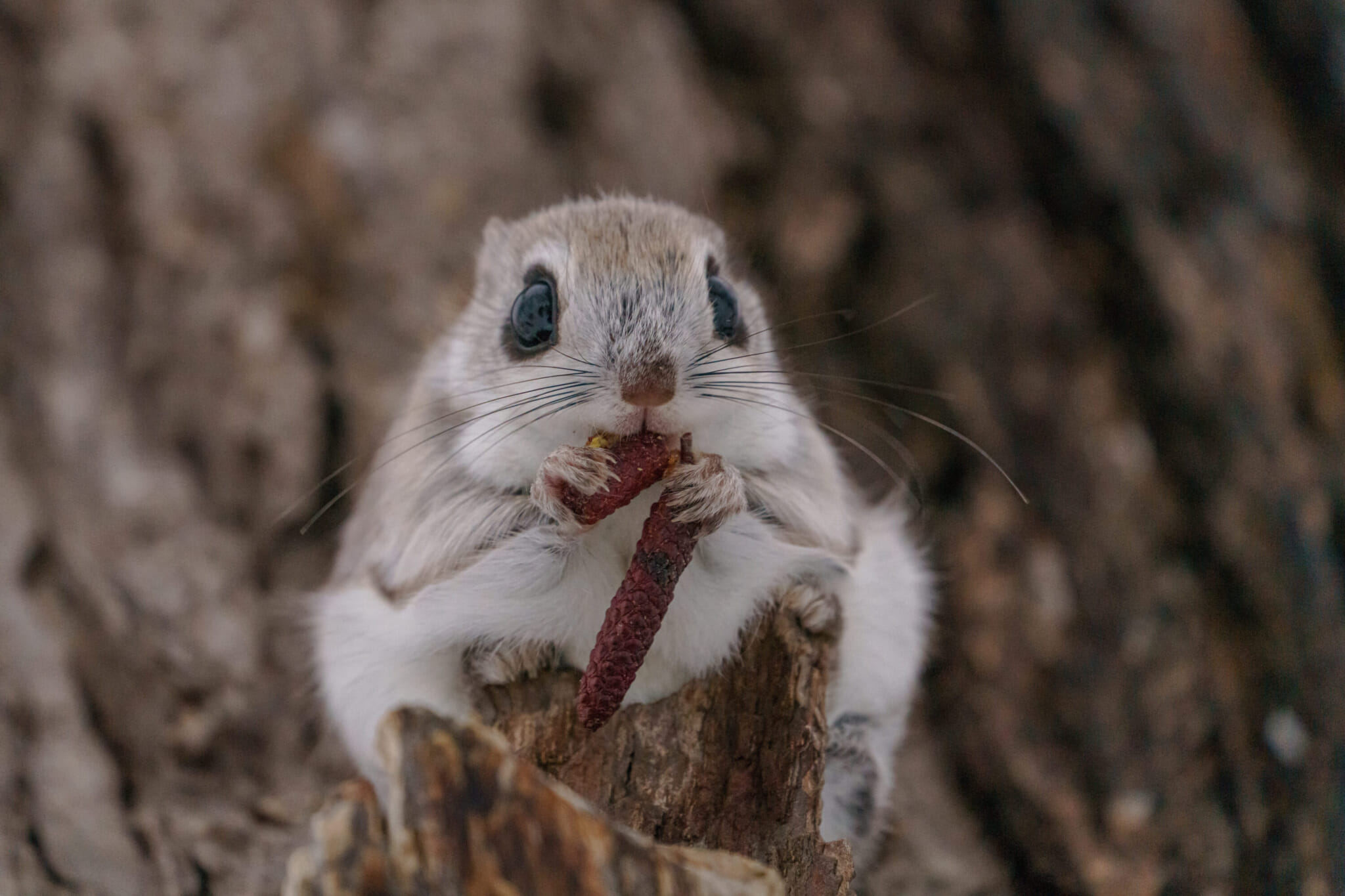 An Ezo momonga, the Japanese flying squirrel, enjoying a snack on a tree branch while it watches with large black eyes.