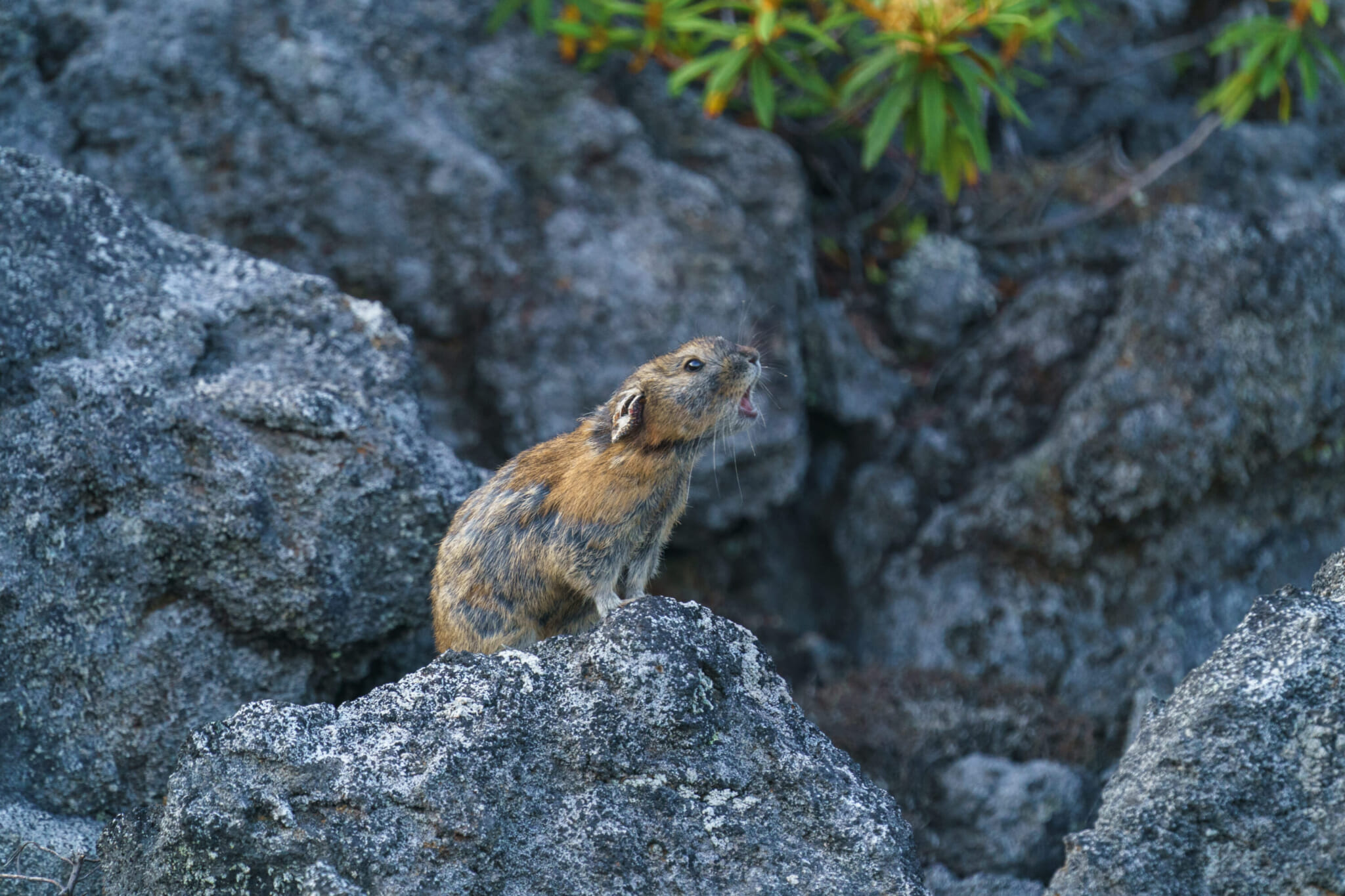 A Japanese pika (Ezo naki usagi) sitting on a rocky alpine slope in Hokkaido.