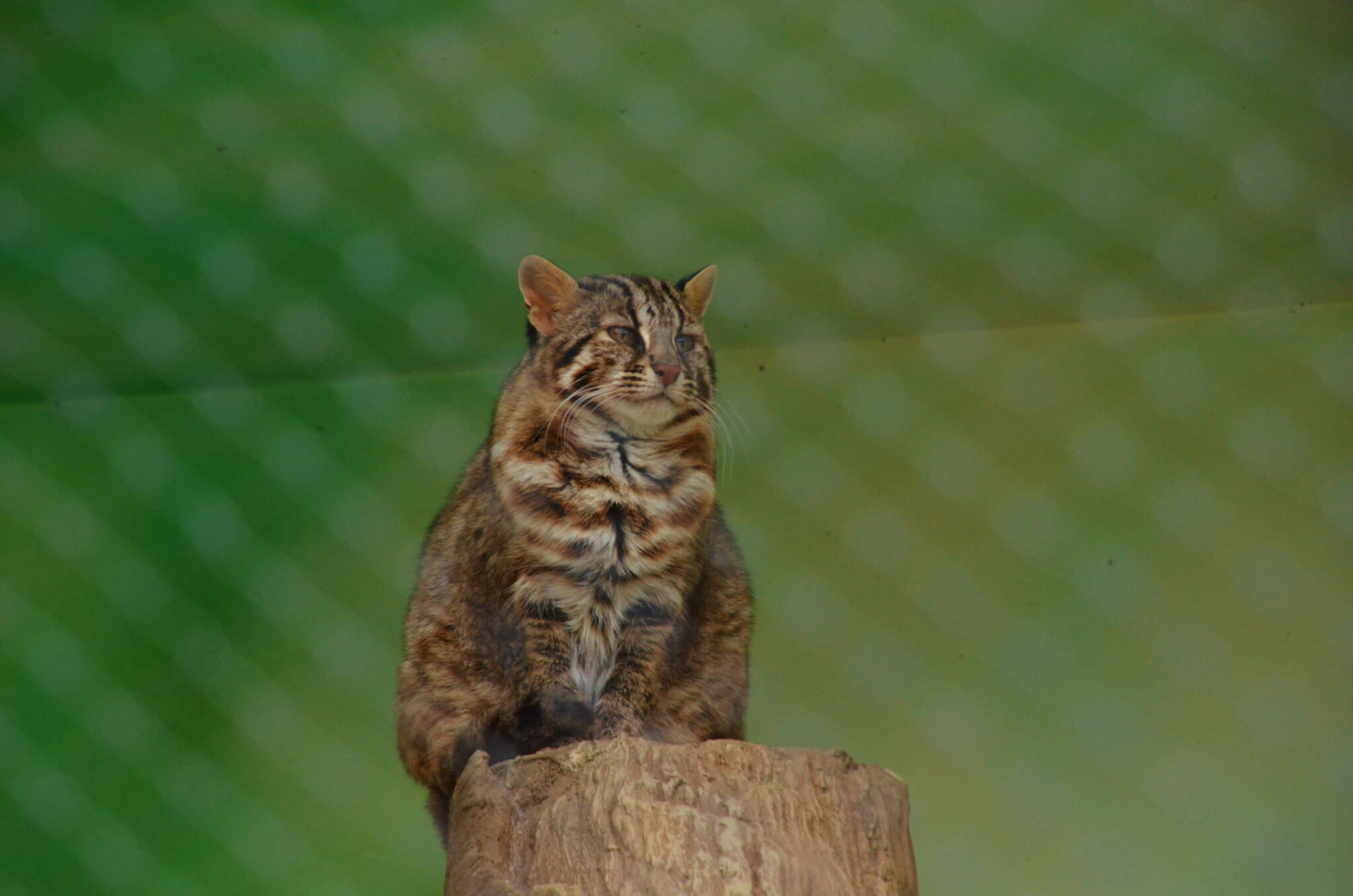 An Iriomote cat (Iriomote yamaneko), a critically endangered wildcat endemic to Okinawa's Iriomote Island.