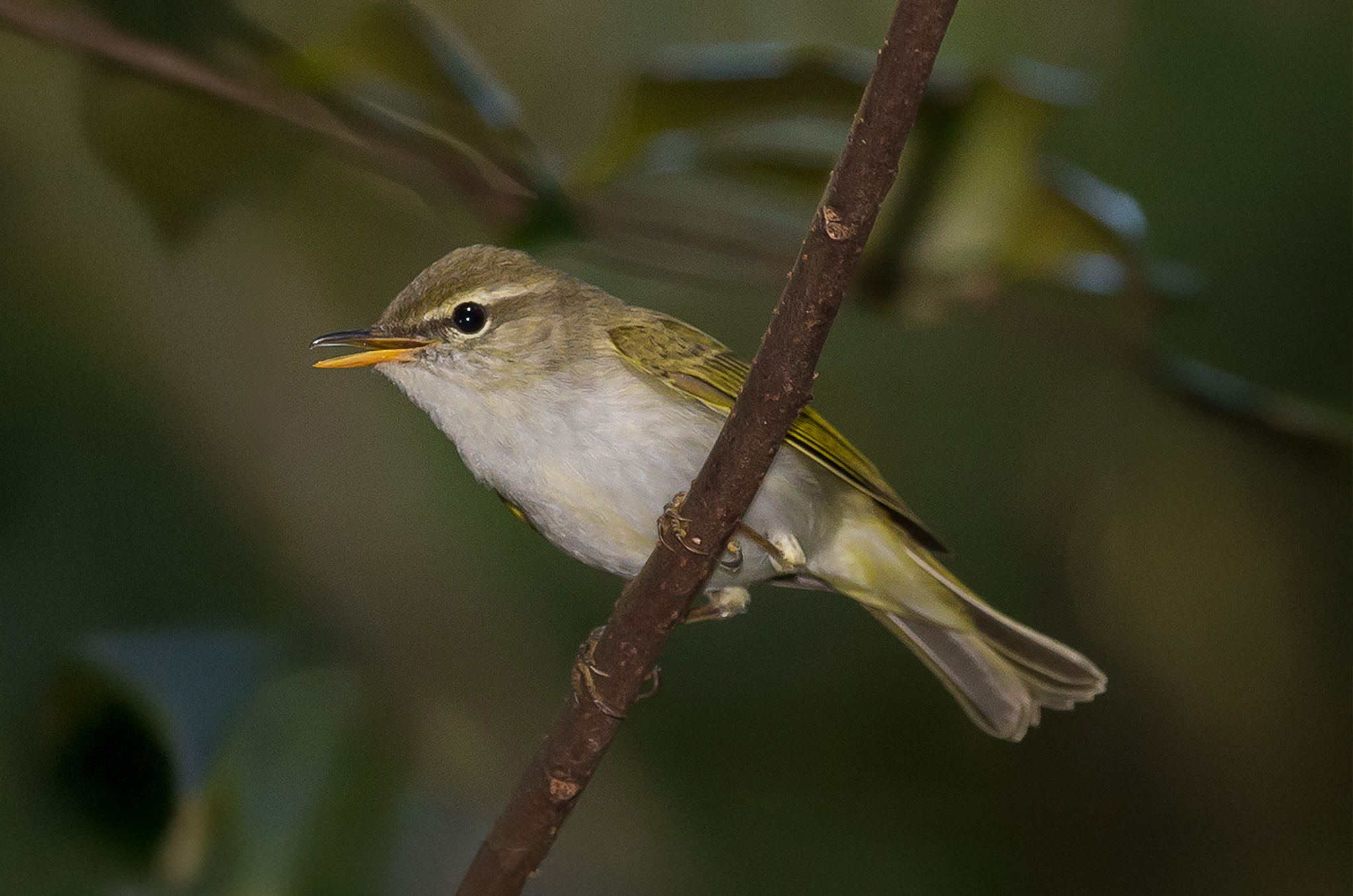 japan new bird species