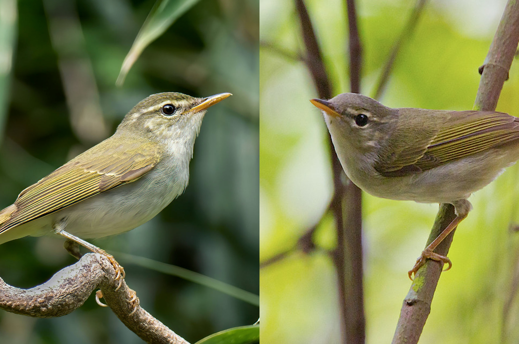 japan new bird species