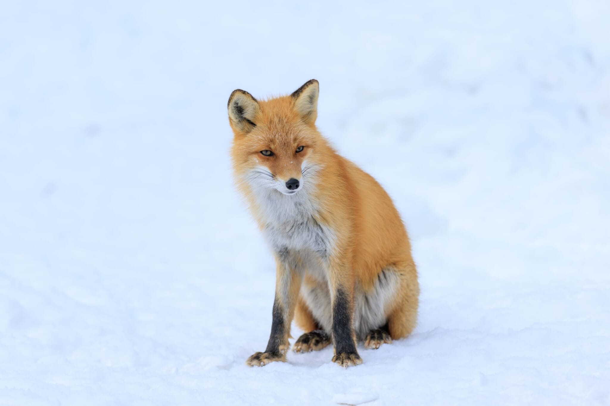 An Ezo red fox (kita kitsune) sitting in the snow in Hokkaido.