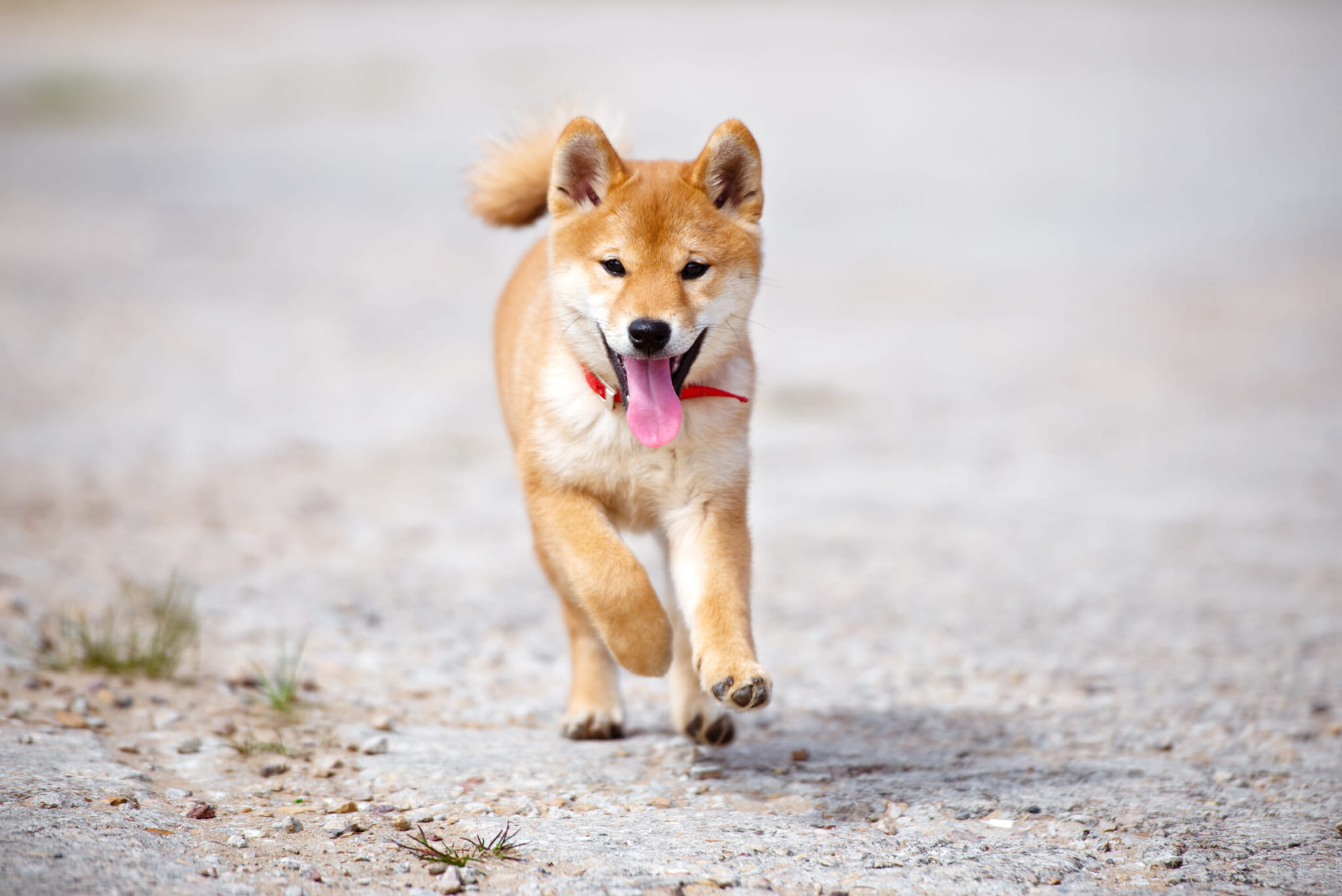 A happy shiba inu dog with a curled tail running