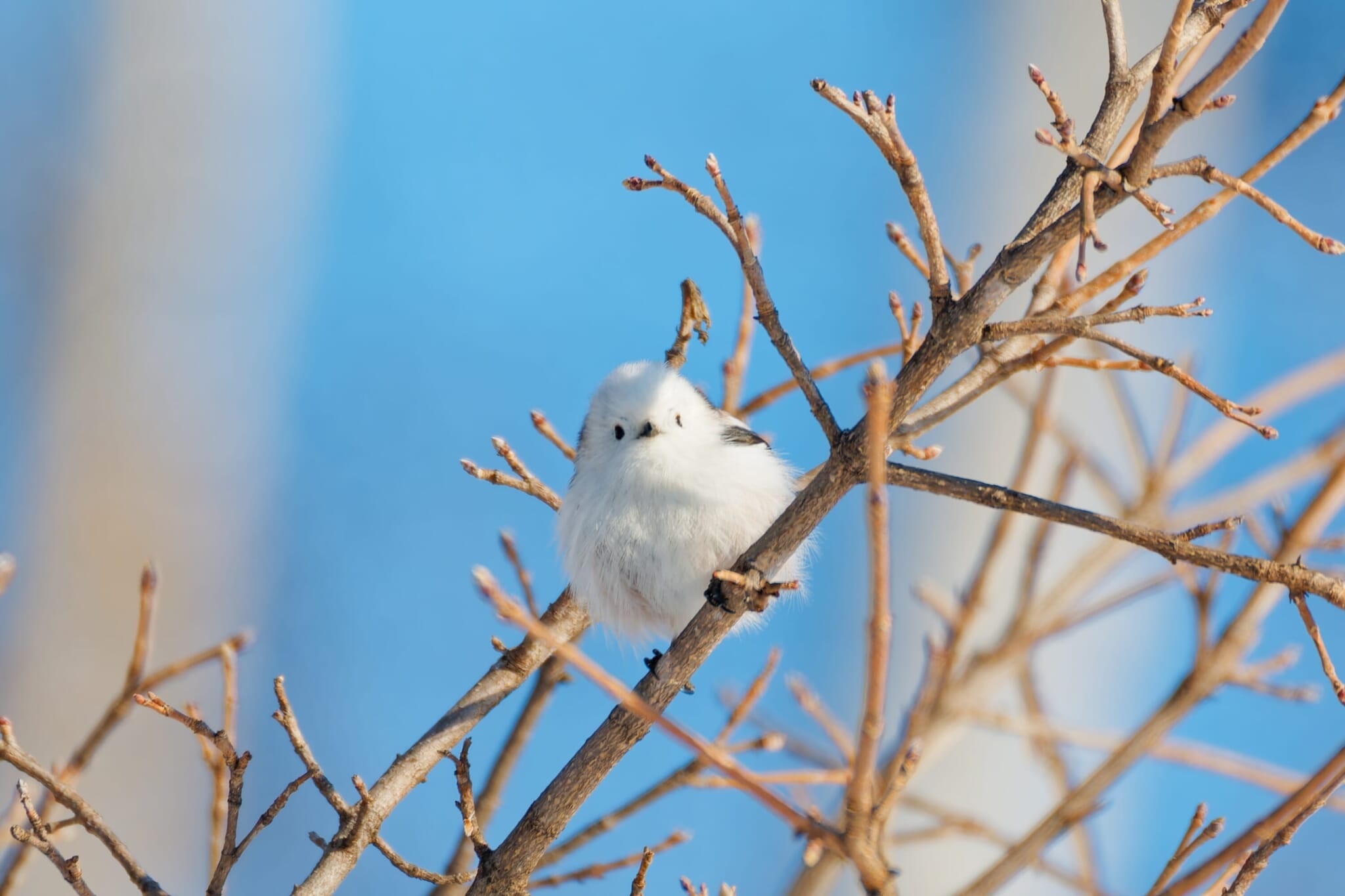 A shima enaga, a small white round bird also called the snow fairy, perched on a snowy branch in Hokkaido.
