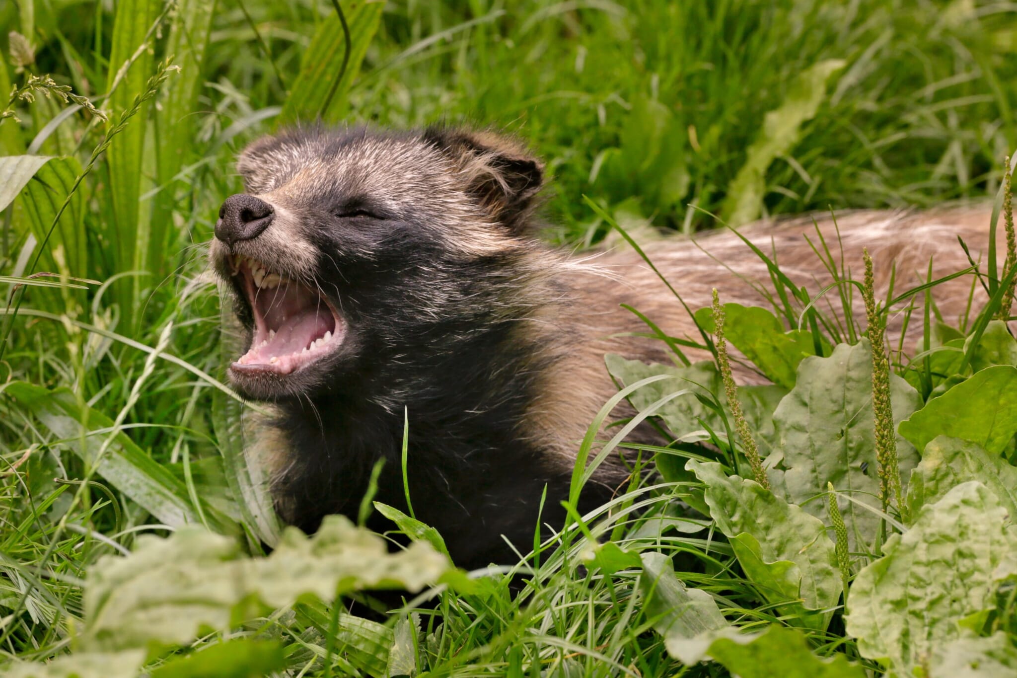 A tanuki, or Japanese raccoon dog, with it's mouth agape in a field