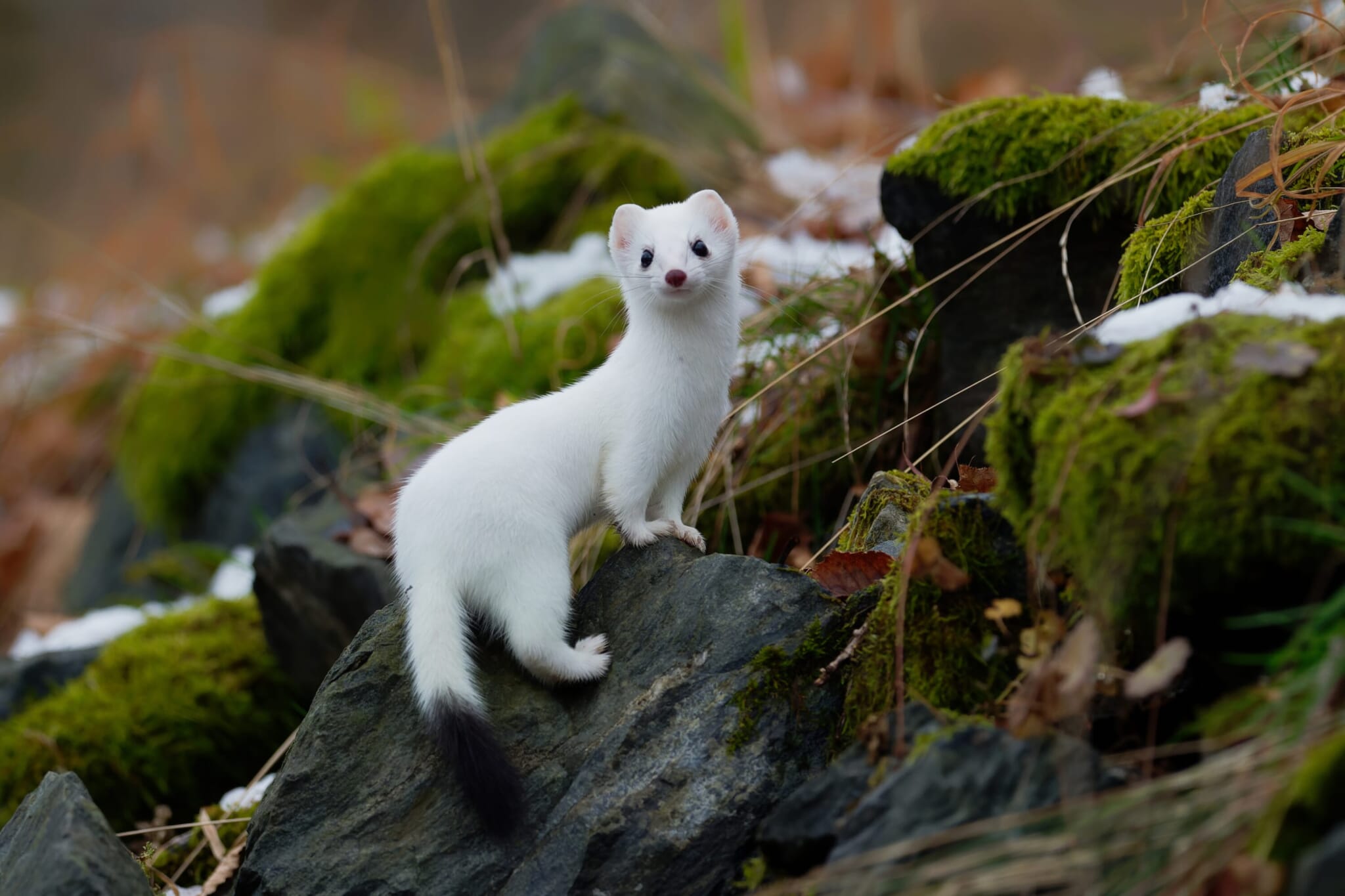 A Japanese stoat (okojo) in its white winter coat with a black-tipped tail standing on a rock as the snows melt.