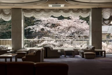 arima onsen cherry blossoms