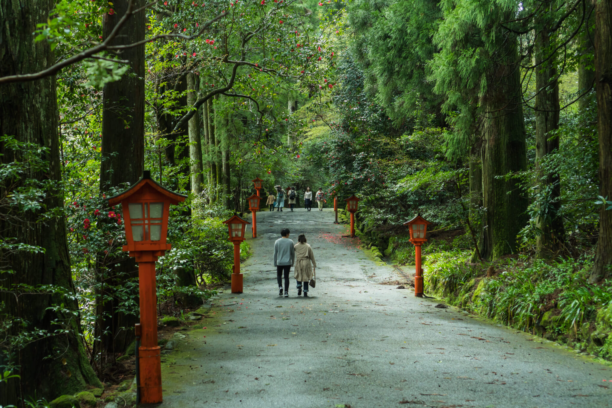 Japan's Best Moss Gardens and Forests: A Guide to 12 Magical Green Spaces