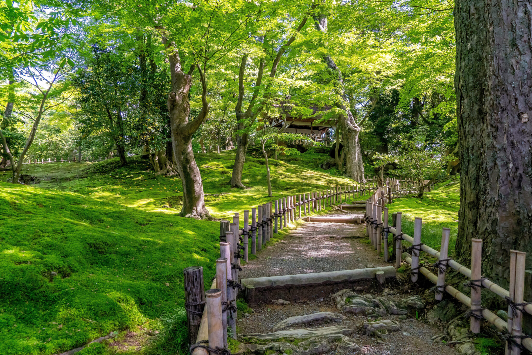 Japan's Best Moss Gardens and Forests: A Guide to 12 Magical Green Spaces