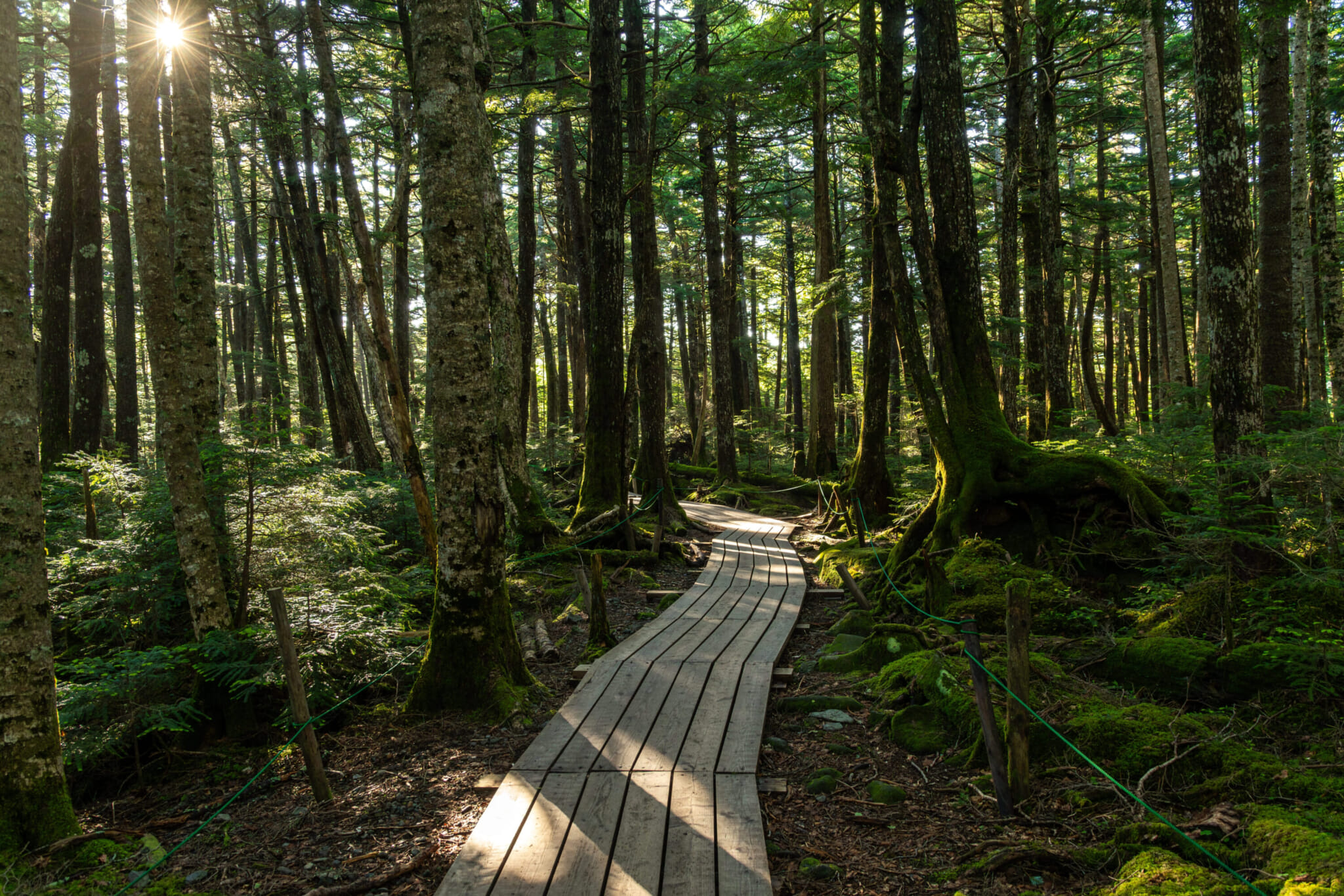 boardwalk through Koke no Mori (The Moss Forest) in Nagano prefecture