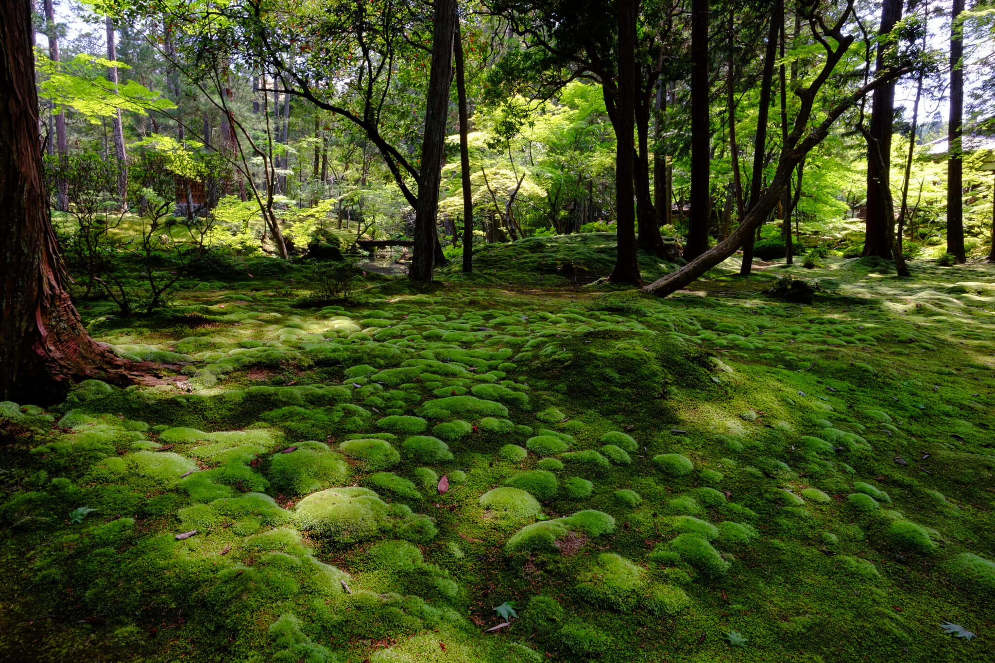 Japan's Best Moss Gardens and Forests: A Guide to 12 Magical Green Spaces