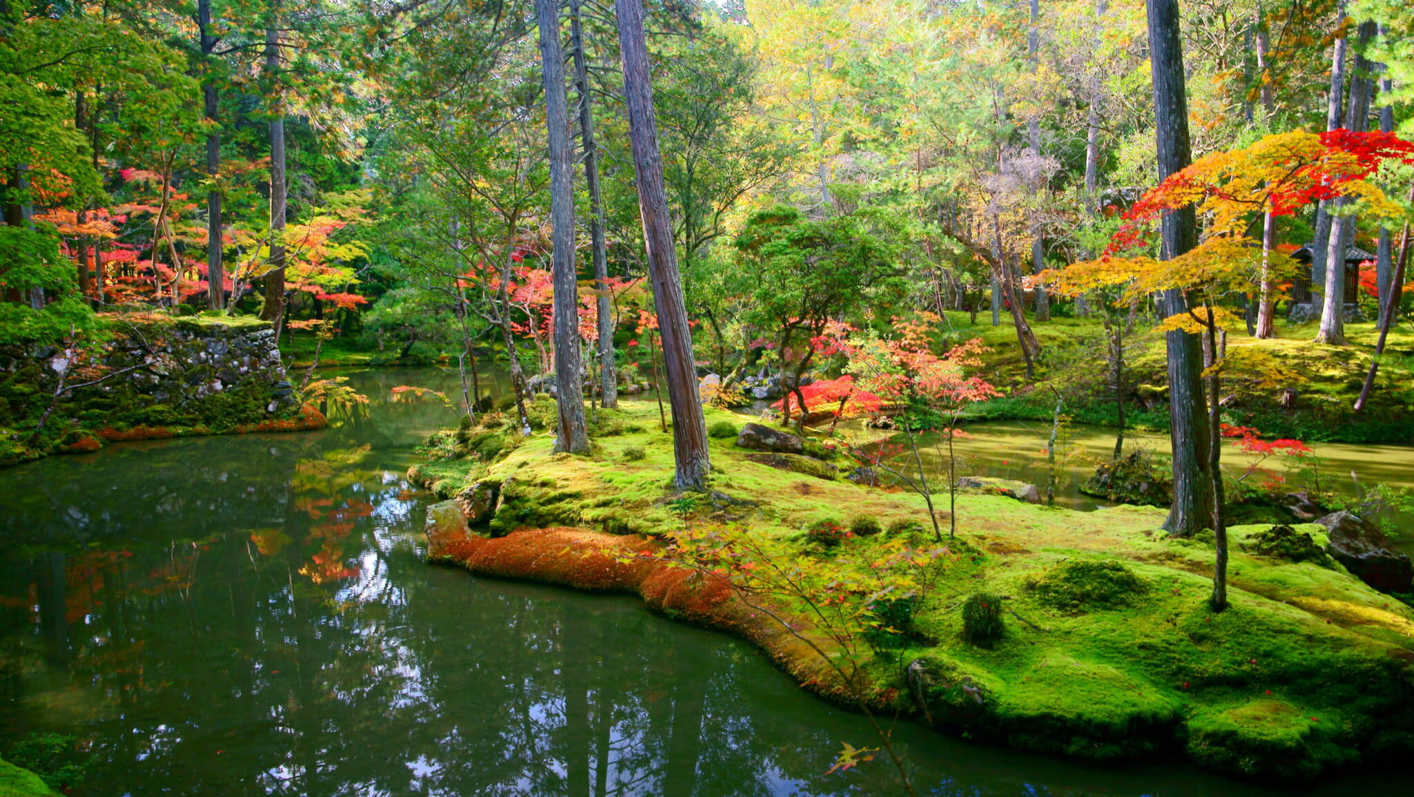 best moss gardens and forests in japan