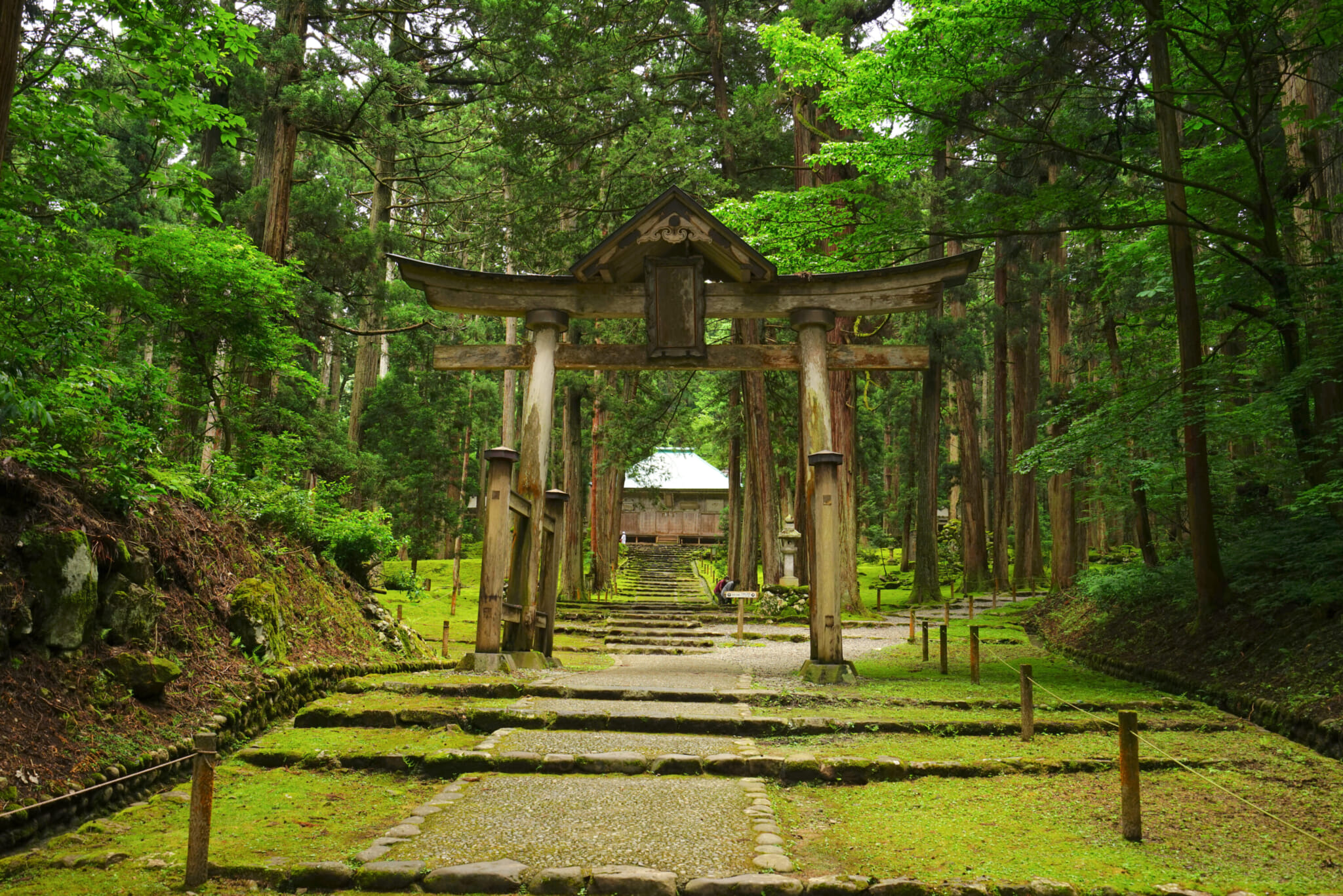 Japan's Best Moss Gardens and Forests: A Guide to 12 Magical Green Spaces