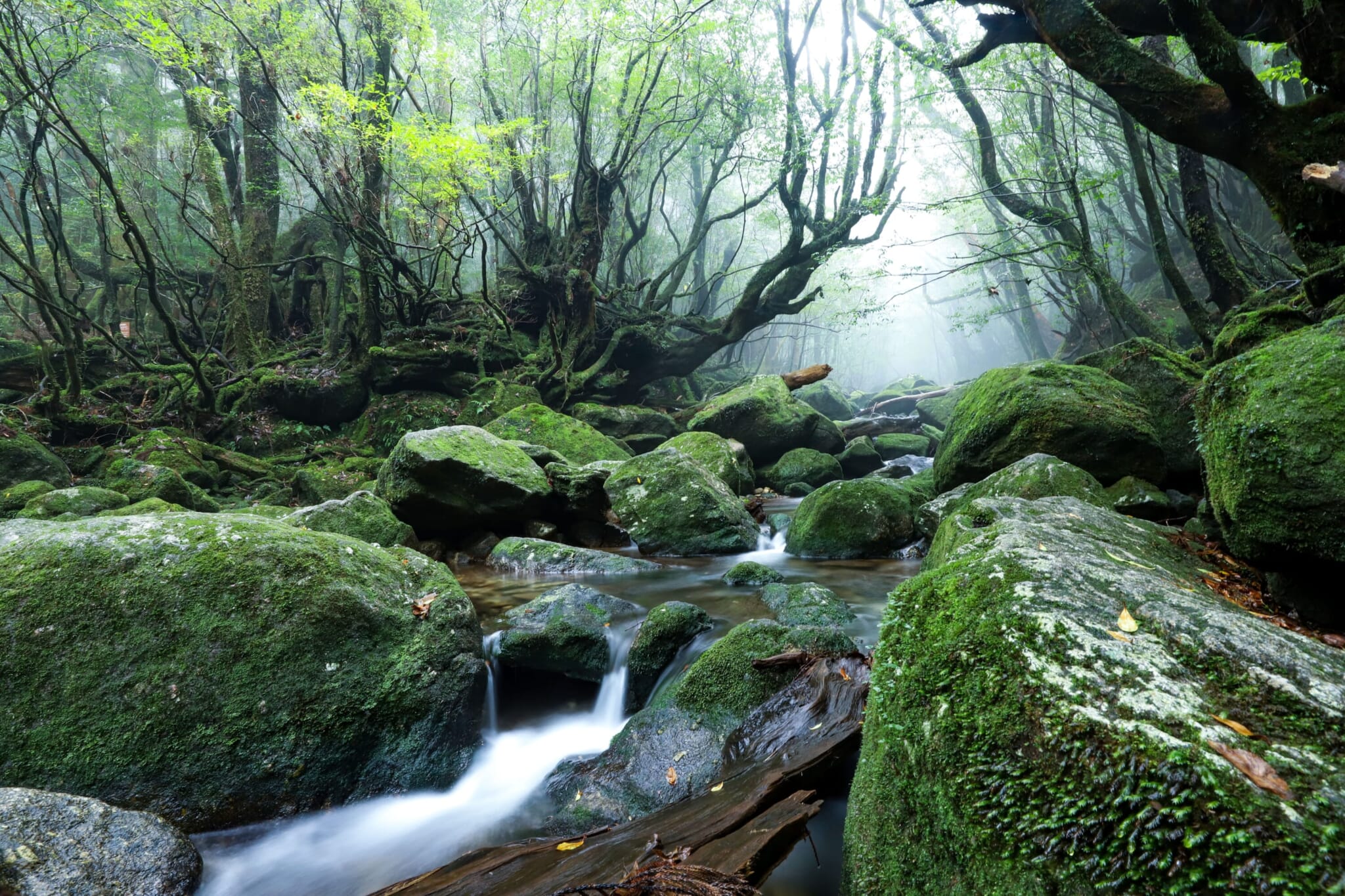 Yakushima Island moss forest