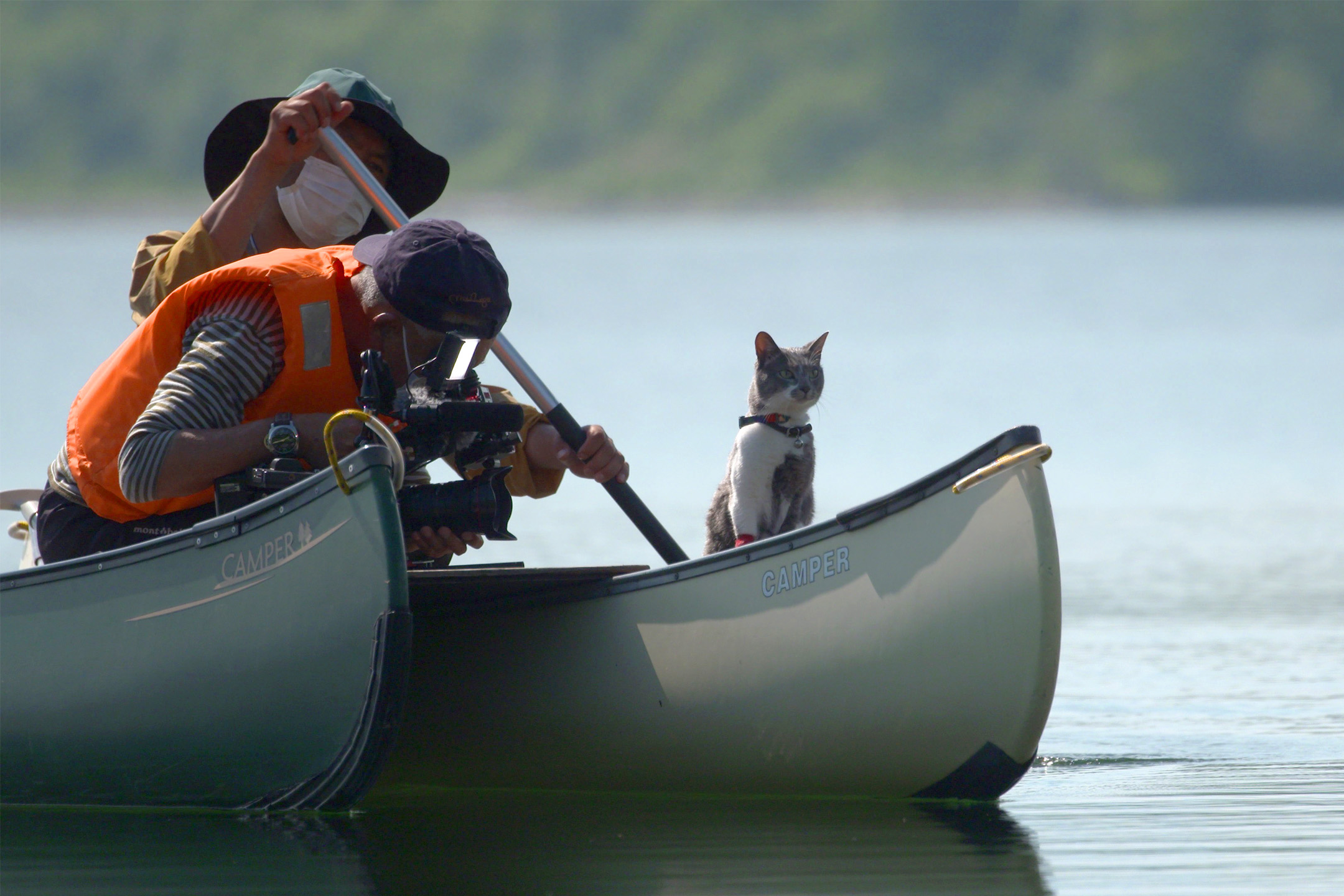 Inside the NHK Travel Show Where Cats Show You Across Japan