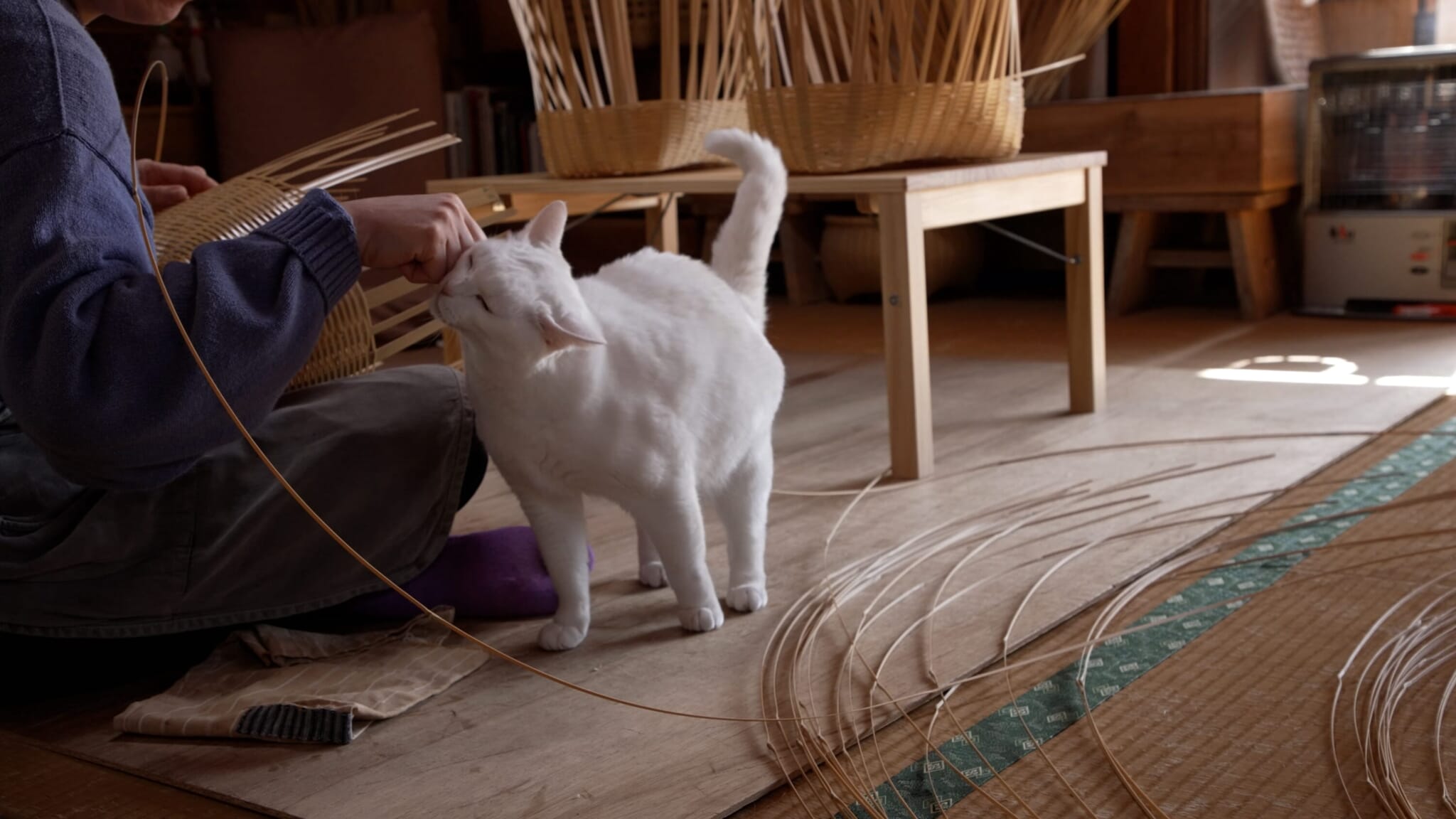 Inside the NHK Travel Show Where Cats Show You Across Japan