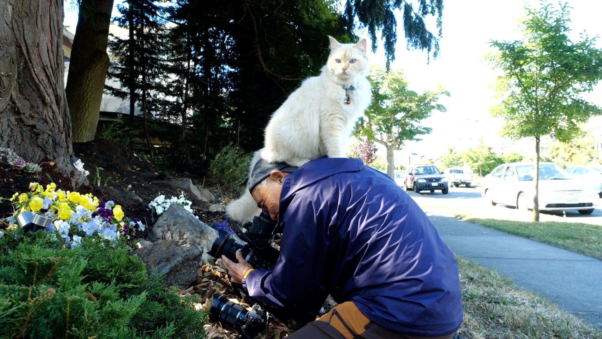 Inside the NHK Travel Show Where Cats Show You Across Japan