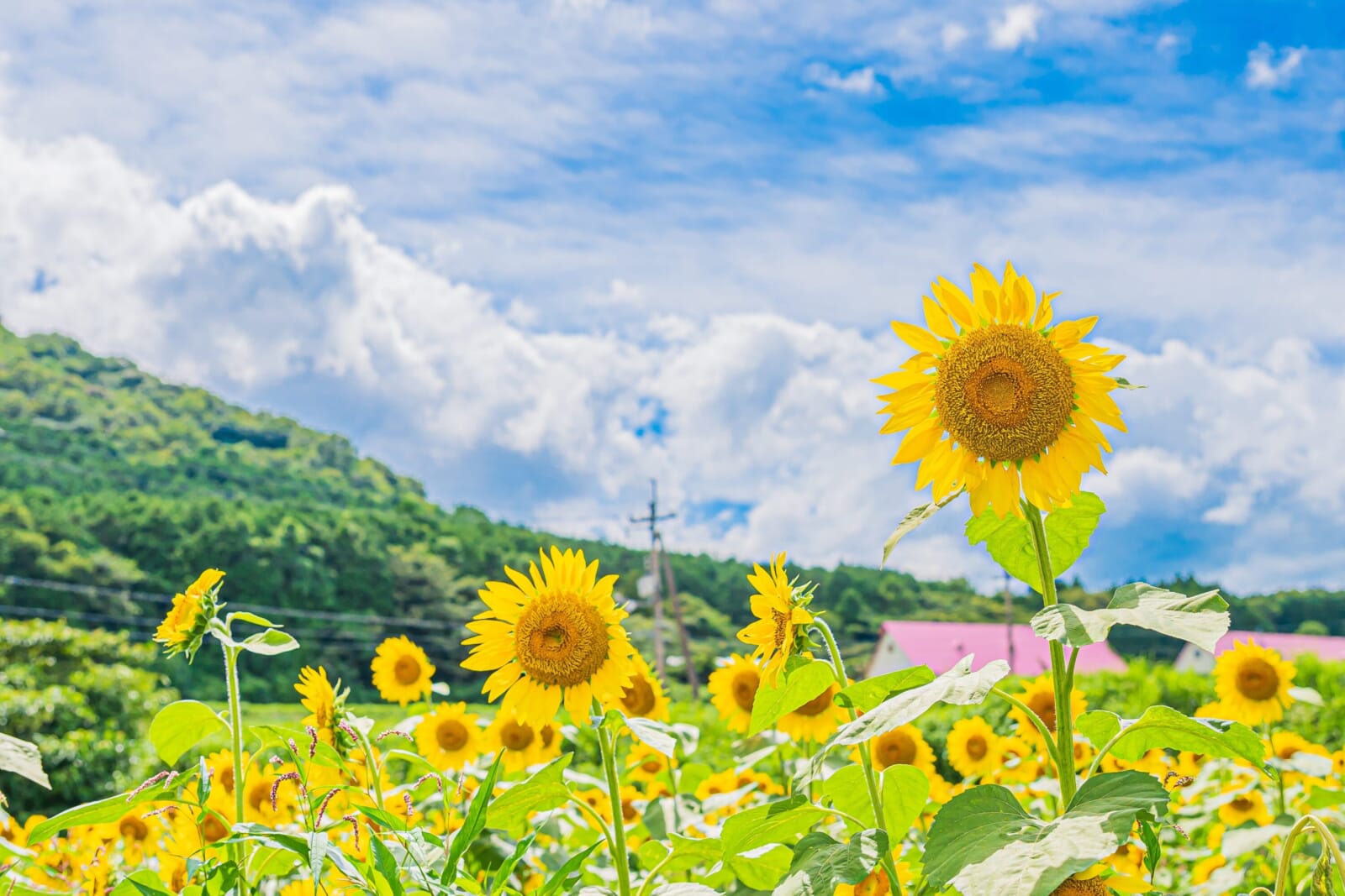japan summer flower guide 2026