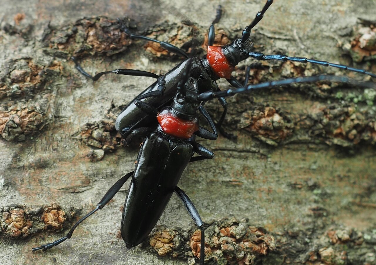 red-necked beetles